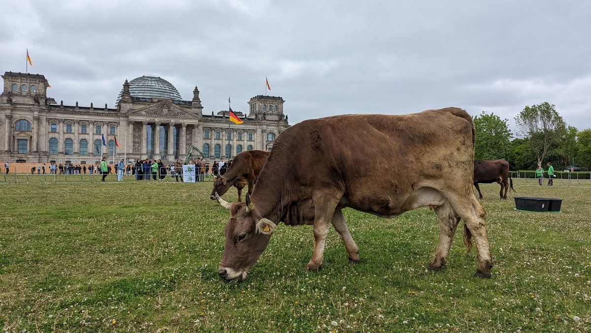 Protestaktion: Kühe grasen vor dem Bundestag