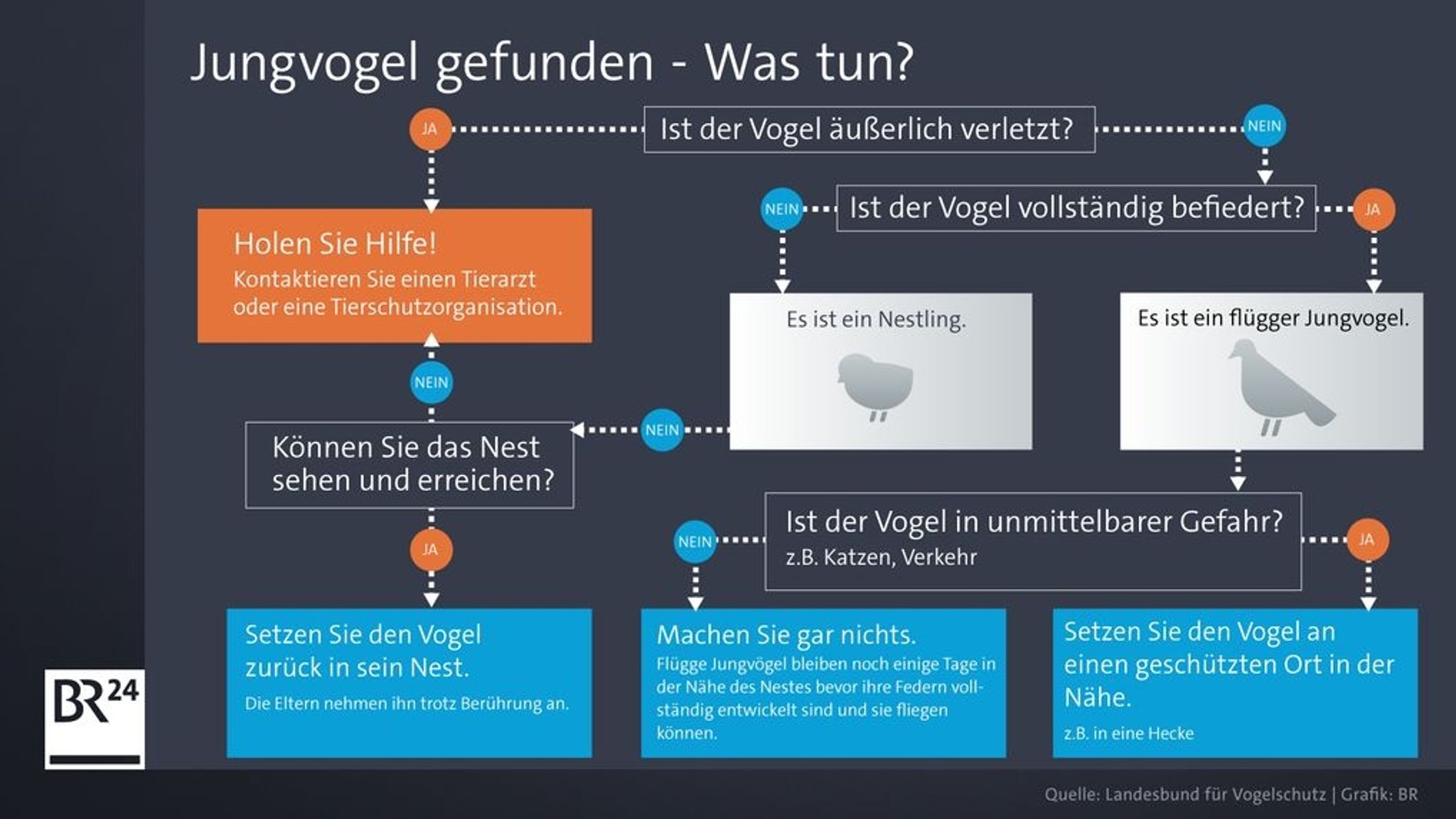 Infografik: "Jungvogel gefunden - Was tun?"