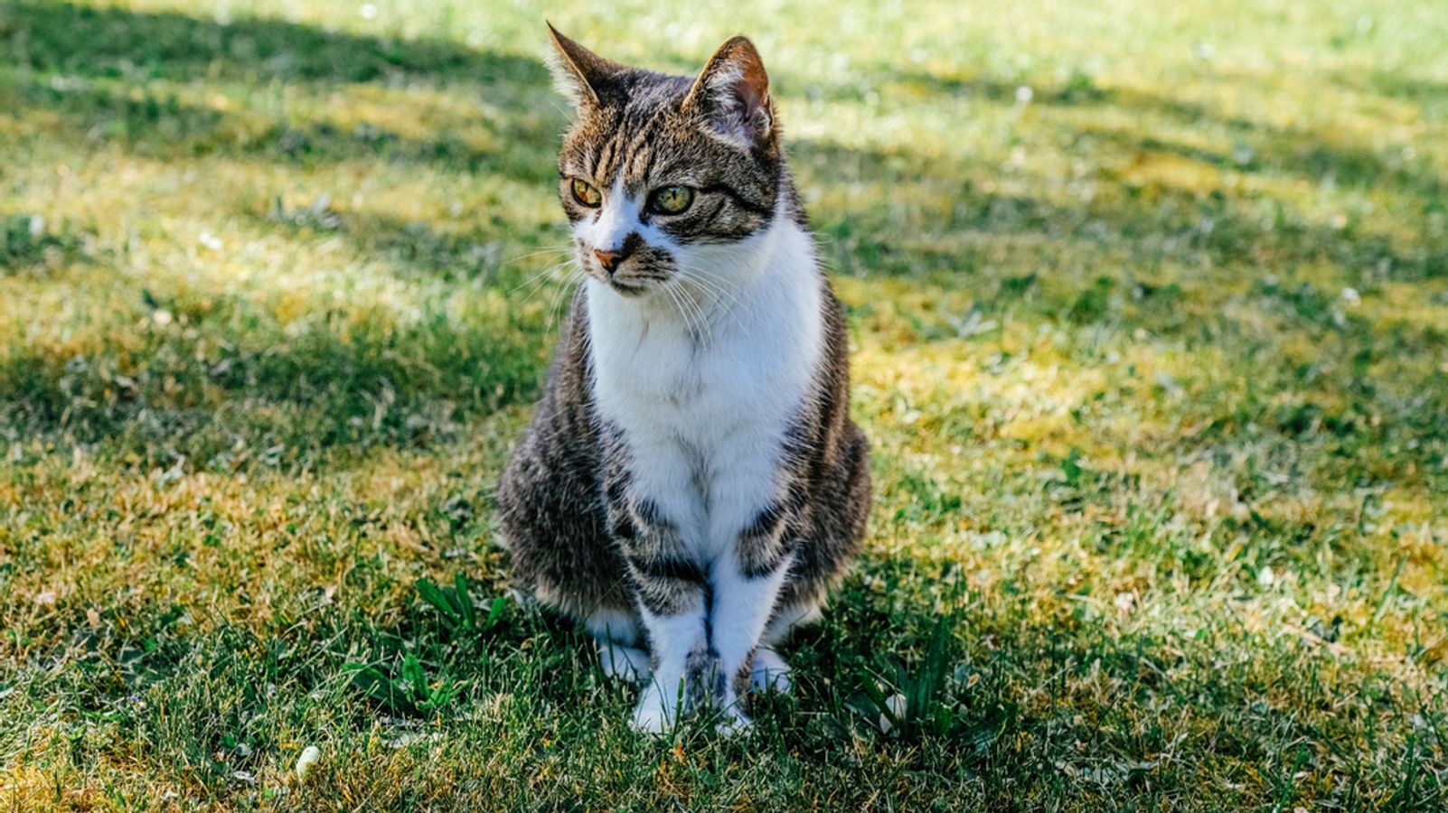 steinheim bei memmingen verschwundene katzen geben ratsel auf br24