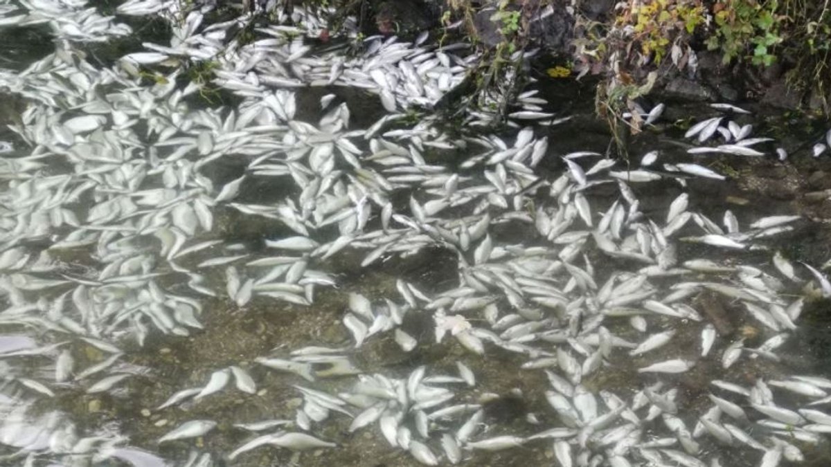 Tote Fische im Wasser