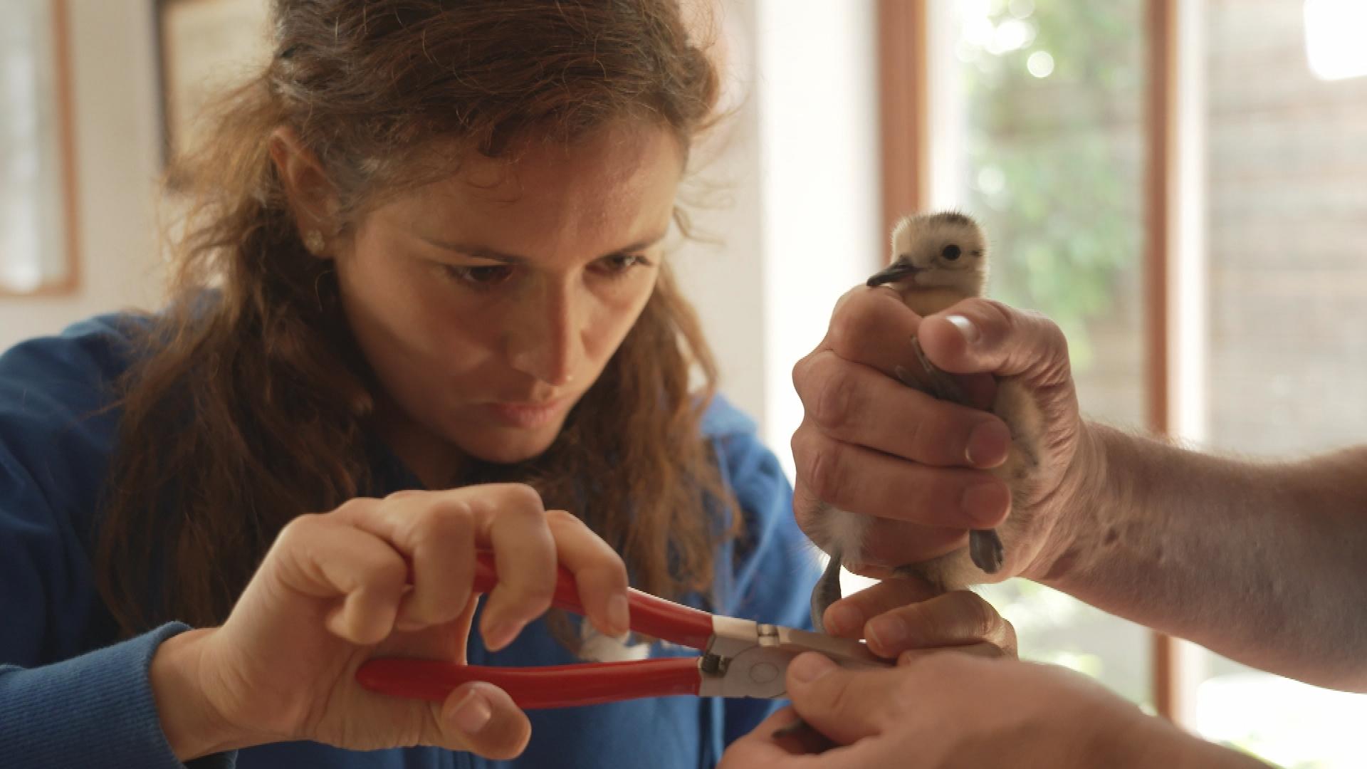 Ein von der Donauflut gerettetes Brachvogel-Küken wird beringt.