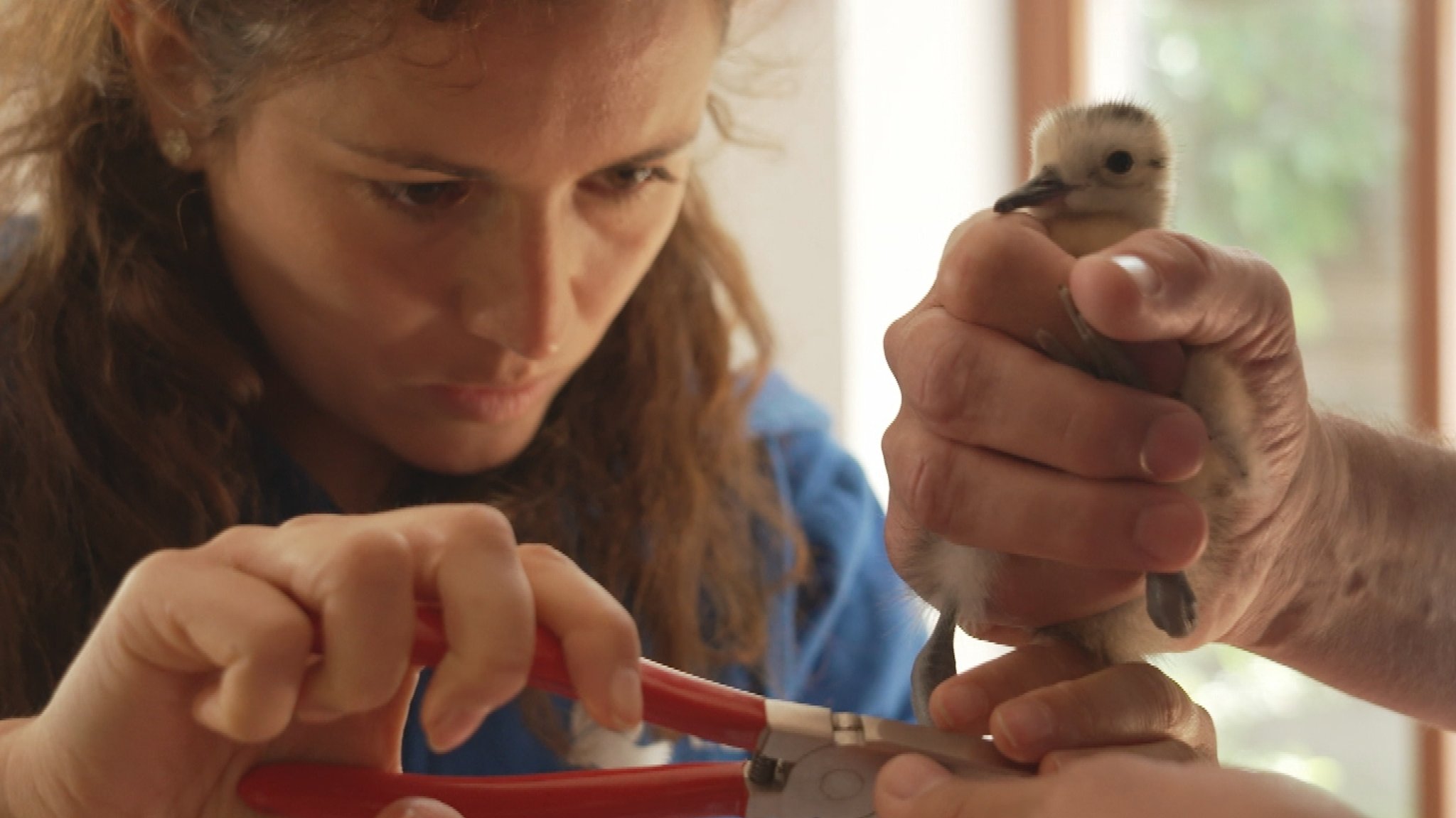 Ein von der Donauflut gerettetes Brachvogel-Küken wird beringt.