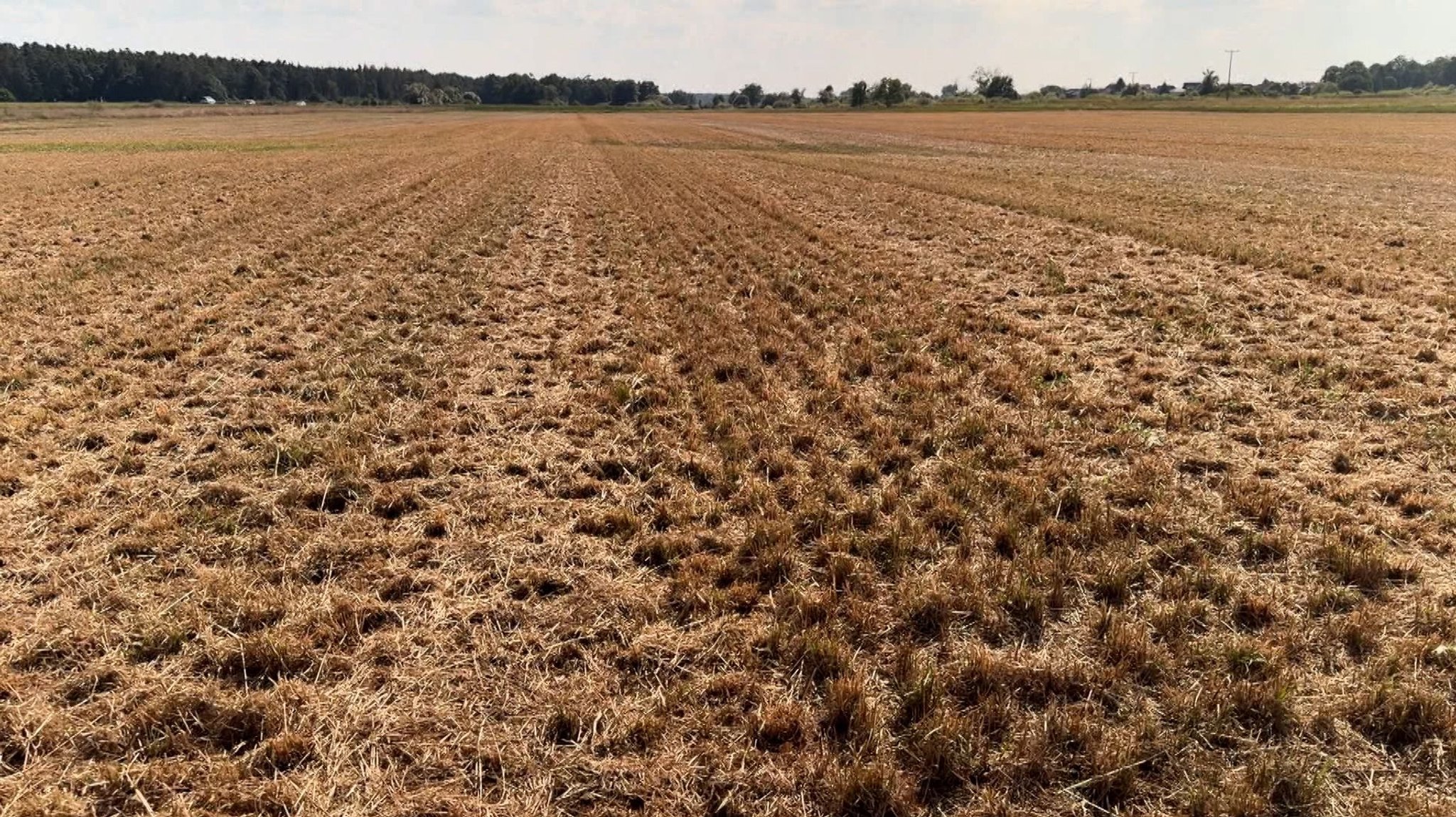 Futterknappheit: Landwirte müssen eigene Lösungen finden