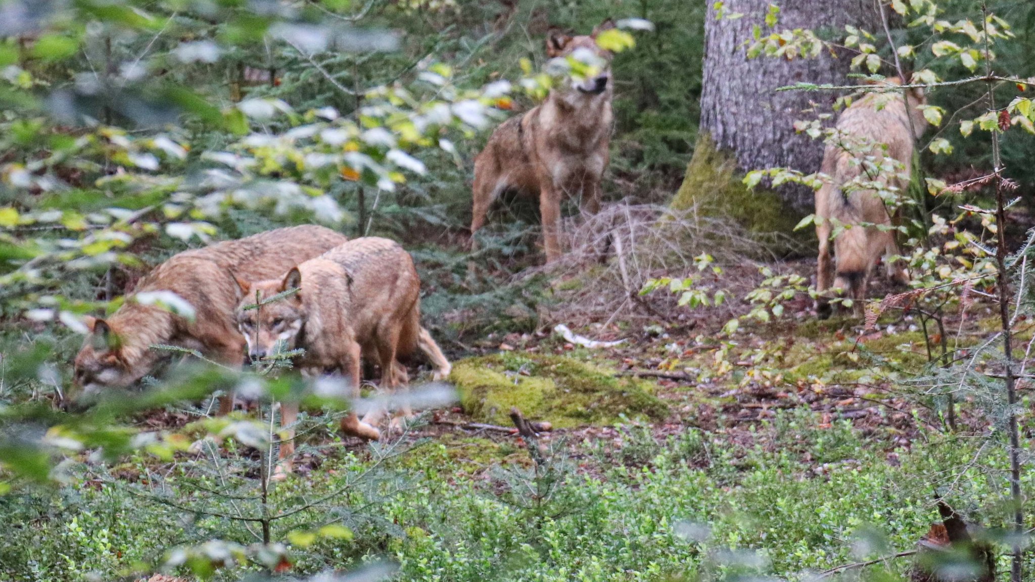 Vier Wolfsbrüder aus dem Tierpark Wiesbaden sind nun in das große Gehege des Tier-Freigeländes in Ludwigsthal umgezogen.