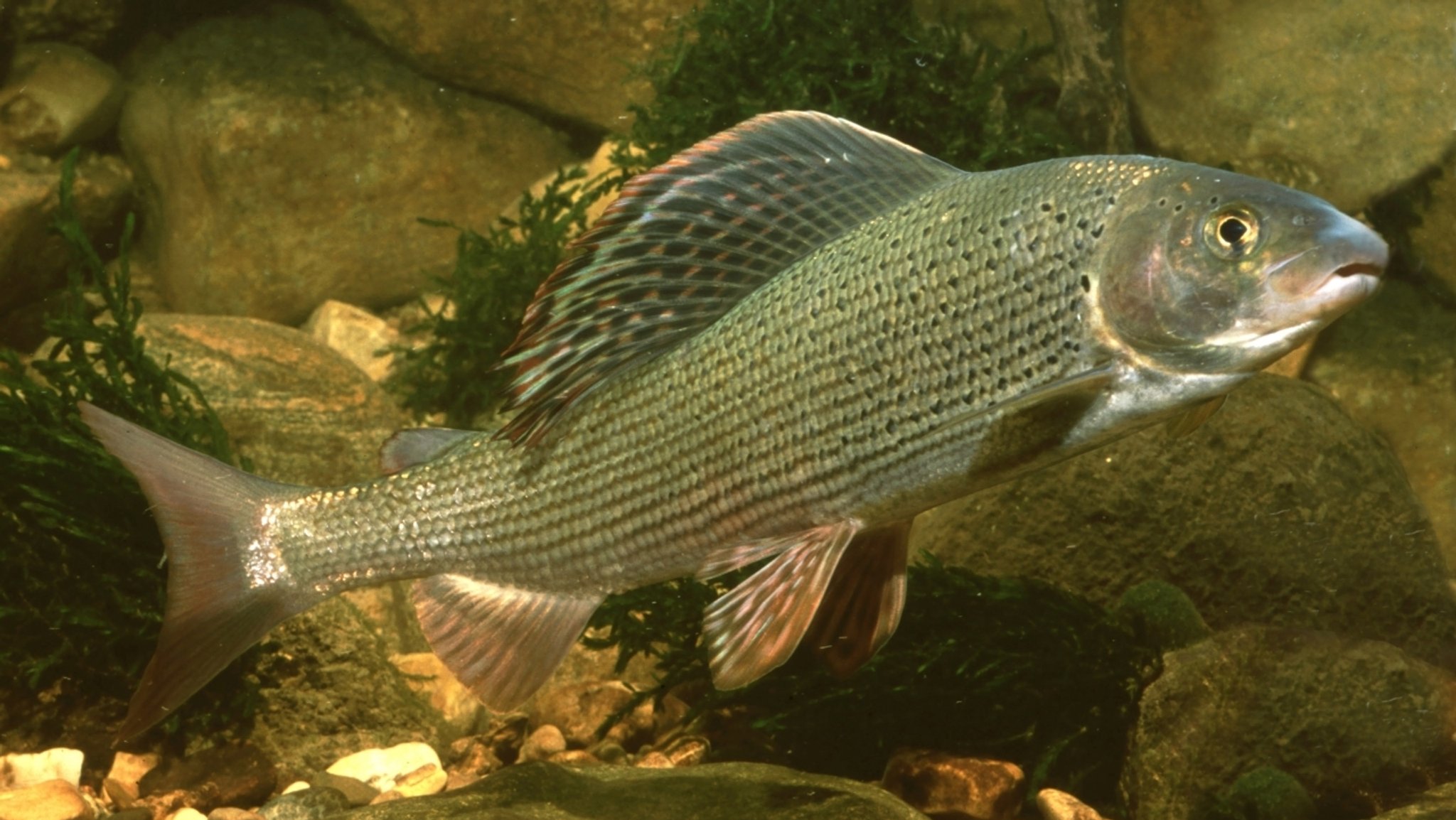 Äsche - ein einheimischer Fisch, dessen Bestand bedroht ist.