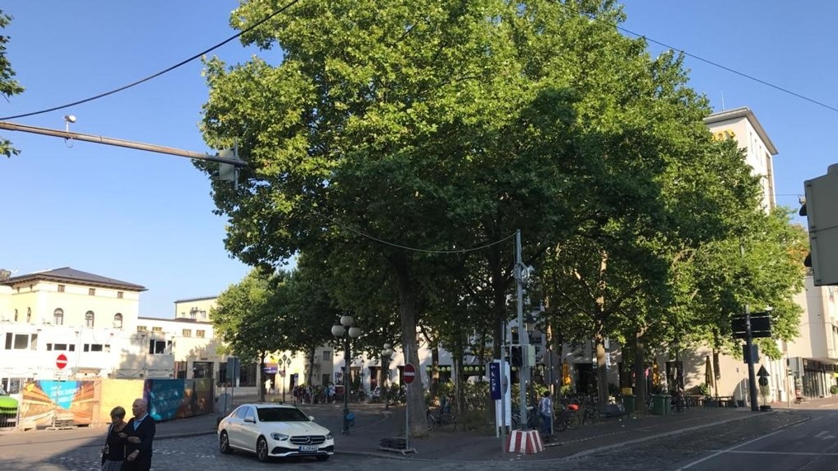 Die Bäume am Augsburger Hauptbahnhof