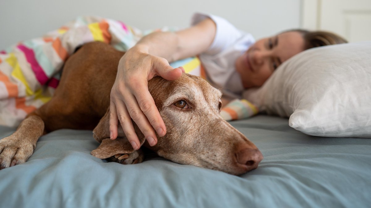 Ein Hund liegt selig bei Frauchen im Bett. Sie streichelt ihm über den Kopf.
