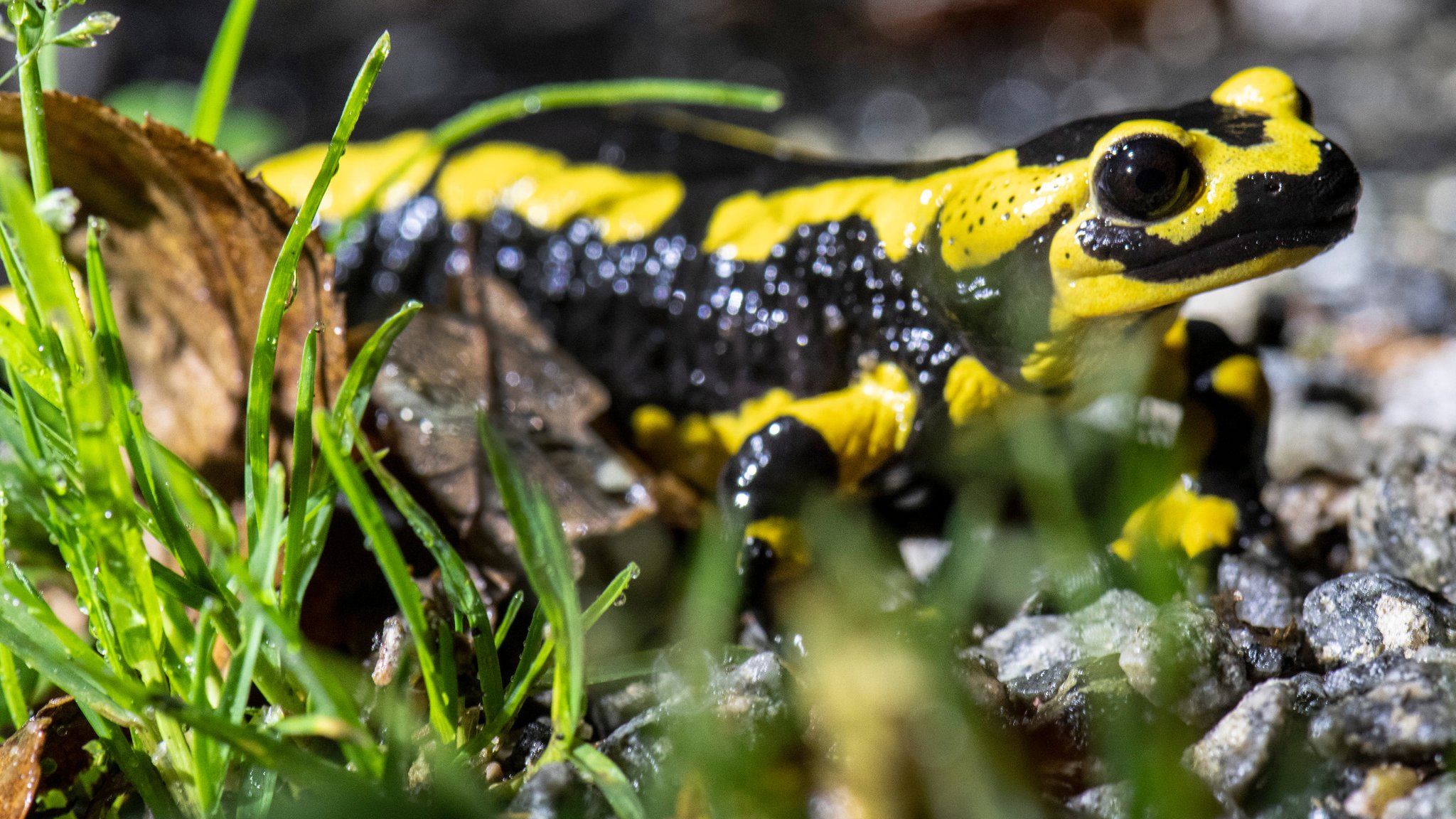 Ein Feuersalamander kriecht über den Waldboden (Symbolbild)