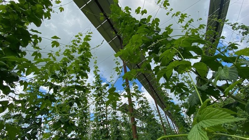 Die erste Agri-PV-Anlage weltweit für Hopfen hat ein Landwirt in der Hallertau gebaut.