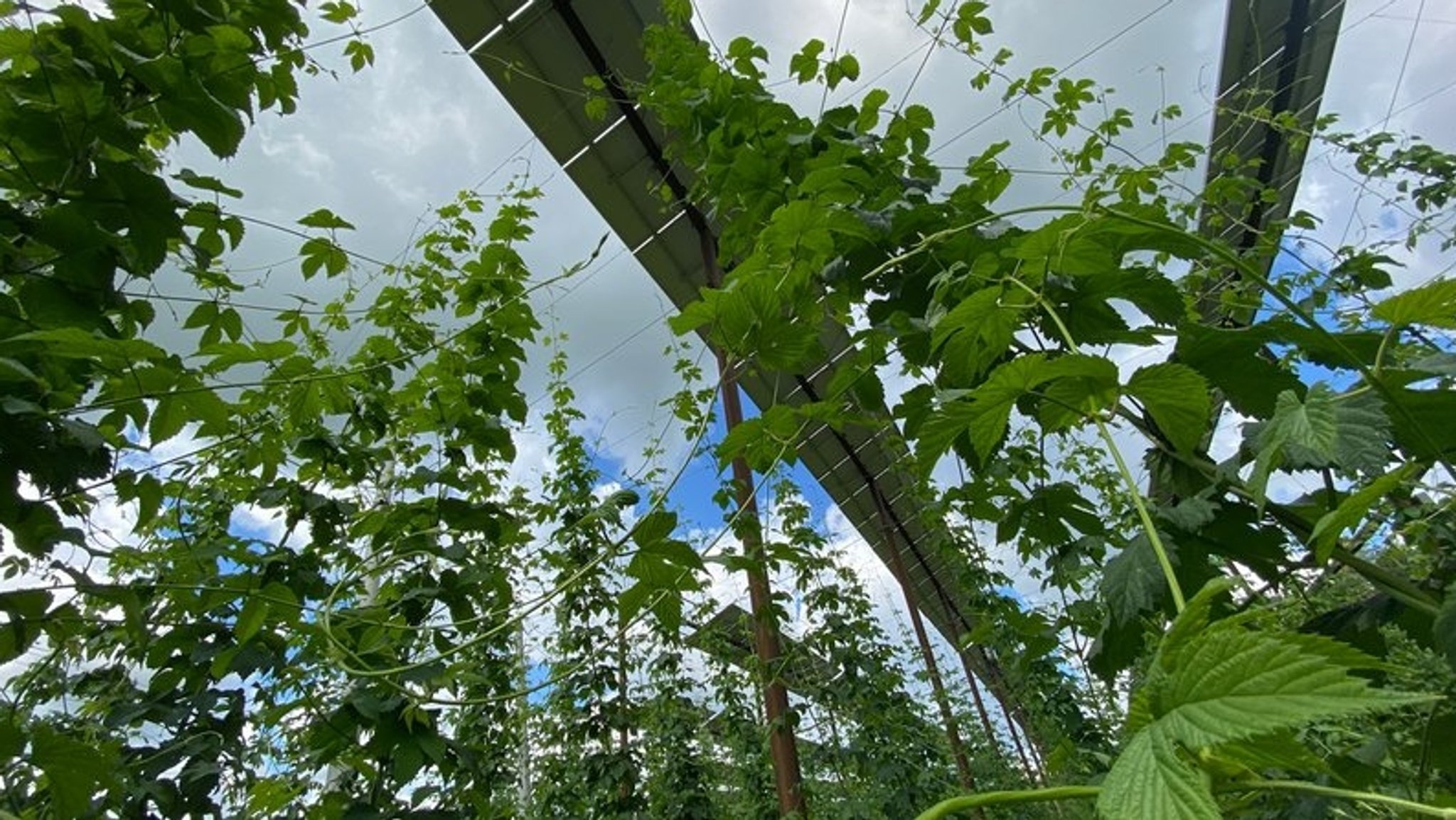 Pilotprojekt mit Erfolg: Agri-PV im Hopfengarten rechnet sich