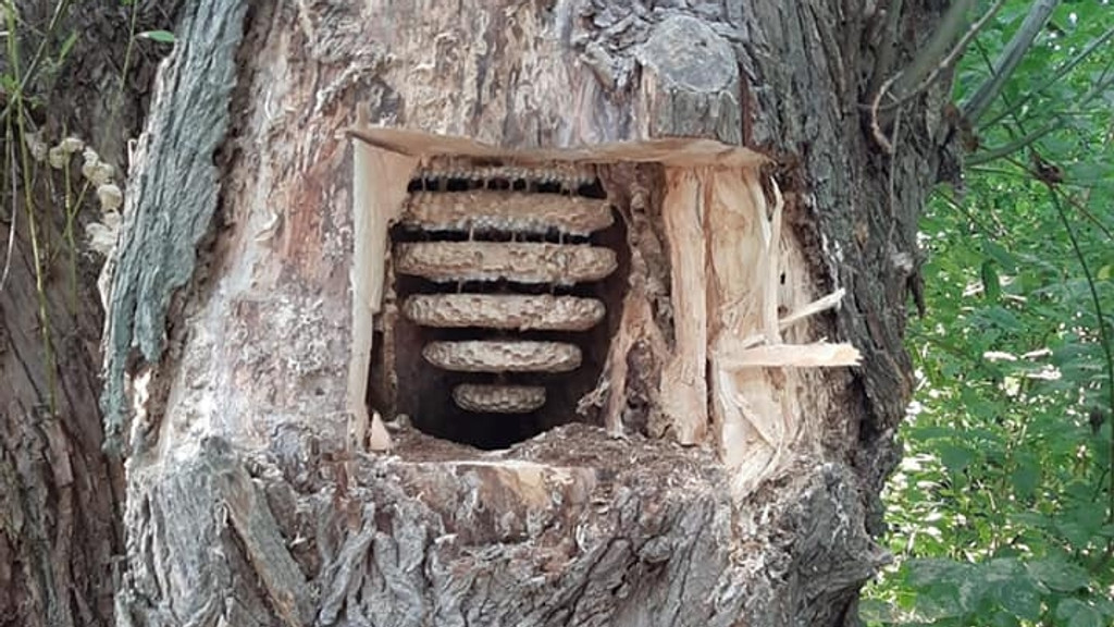 Hornissen-Nest in einem Baum
