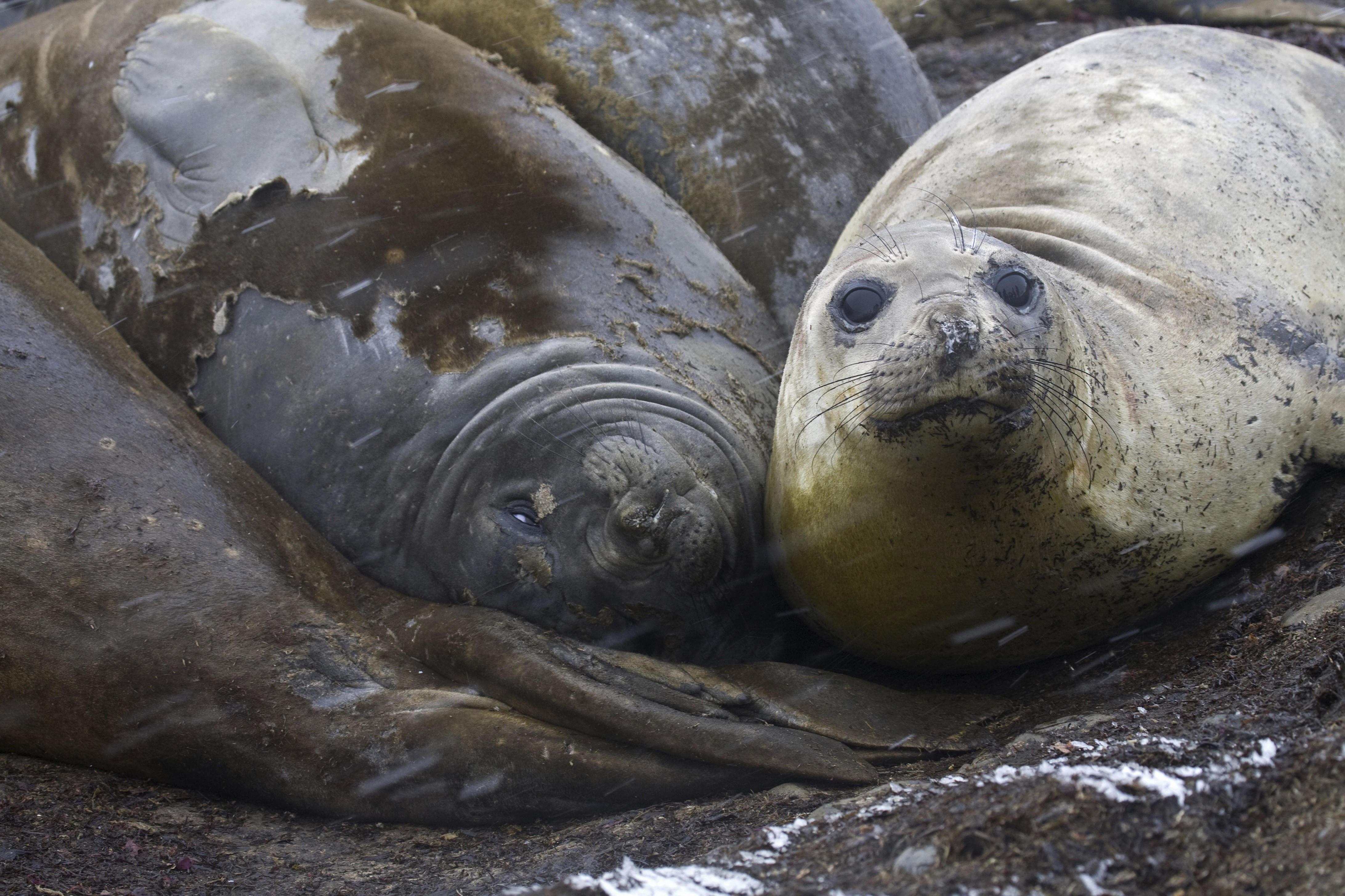 Südliche Seeelefanten ruhen an einem felsigen Ufer