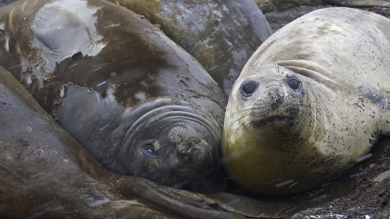 Südliche Seeelefanten ruhen an einem felsigen Ufer | Bild: picture alliance / imageBROKER | alimdi / Arterra / Marica van de Südliche Seeelefanten ruhen an einem felsigen Ufer
