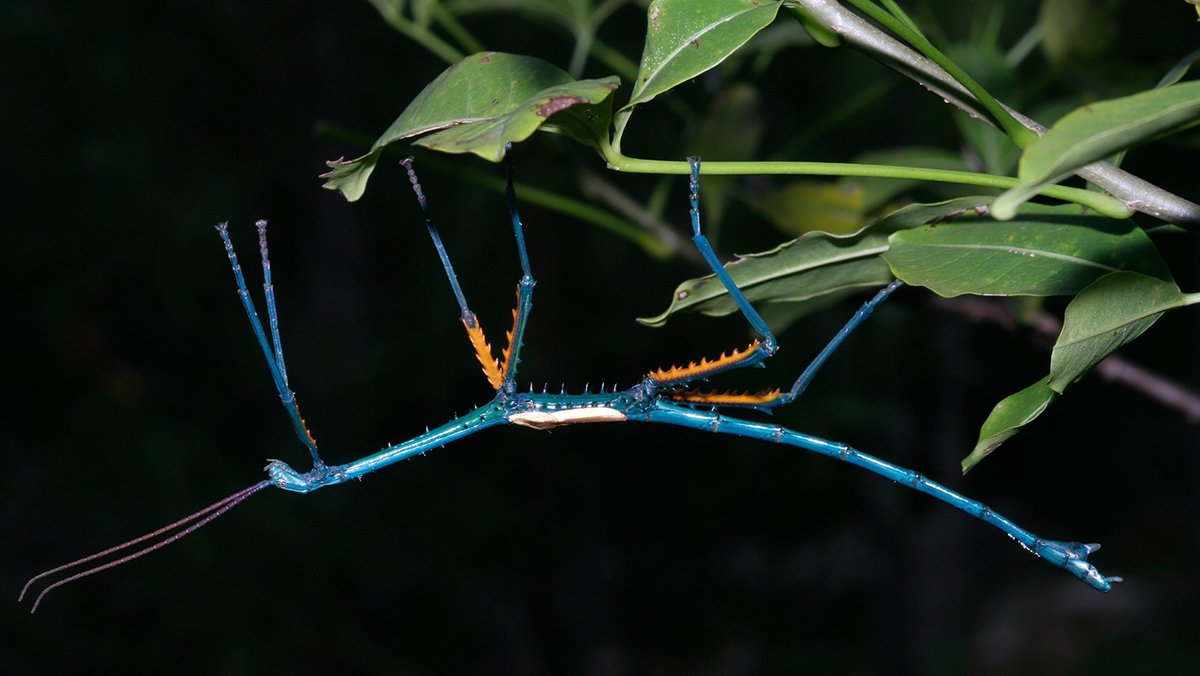  Männchen der Riesenstabschrecke namens Achrioptera manga