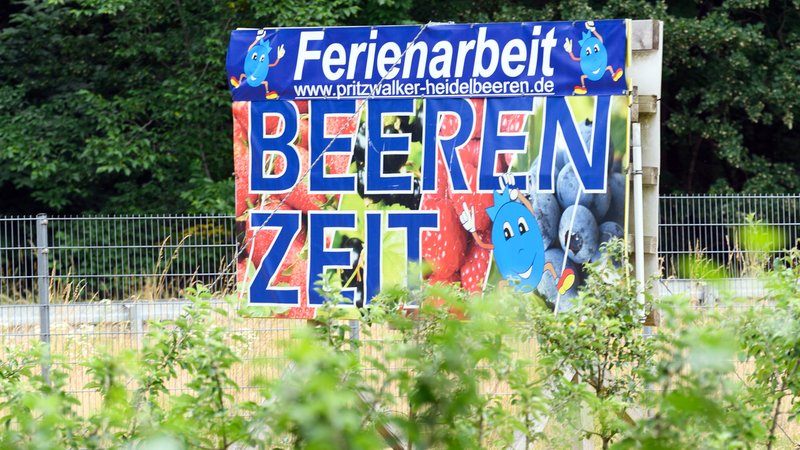 Ein Schild mit der Aufschrift "Ferienarbeit Beerenzeit" steht am Rand eines Heidelbeer-Feldes am Straßenrand.
