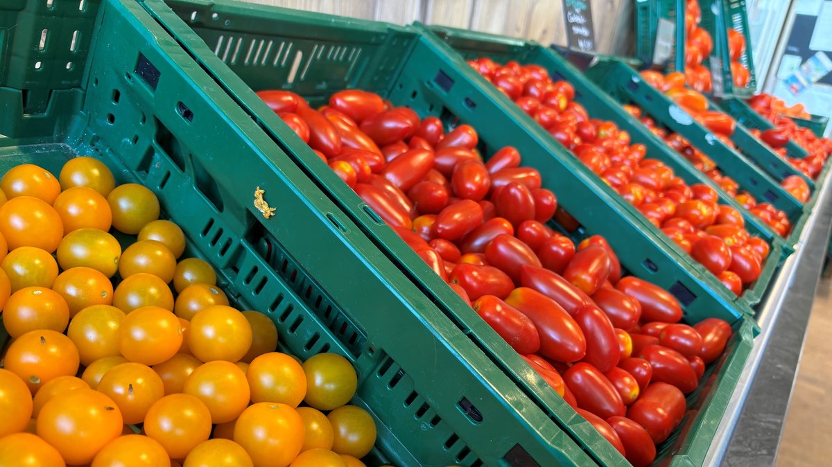 Tomaten wachsen nach anfänglichen Startschwierigkeiten jetzt besonders gut. 