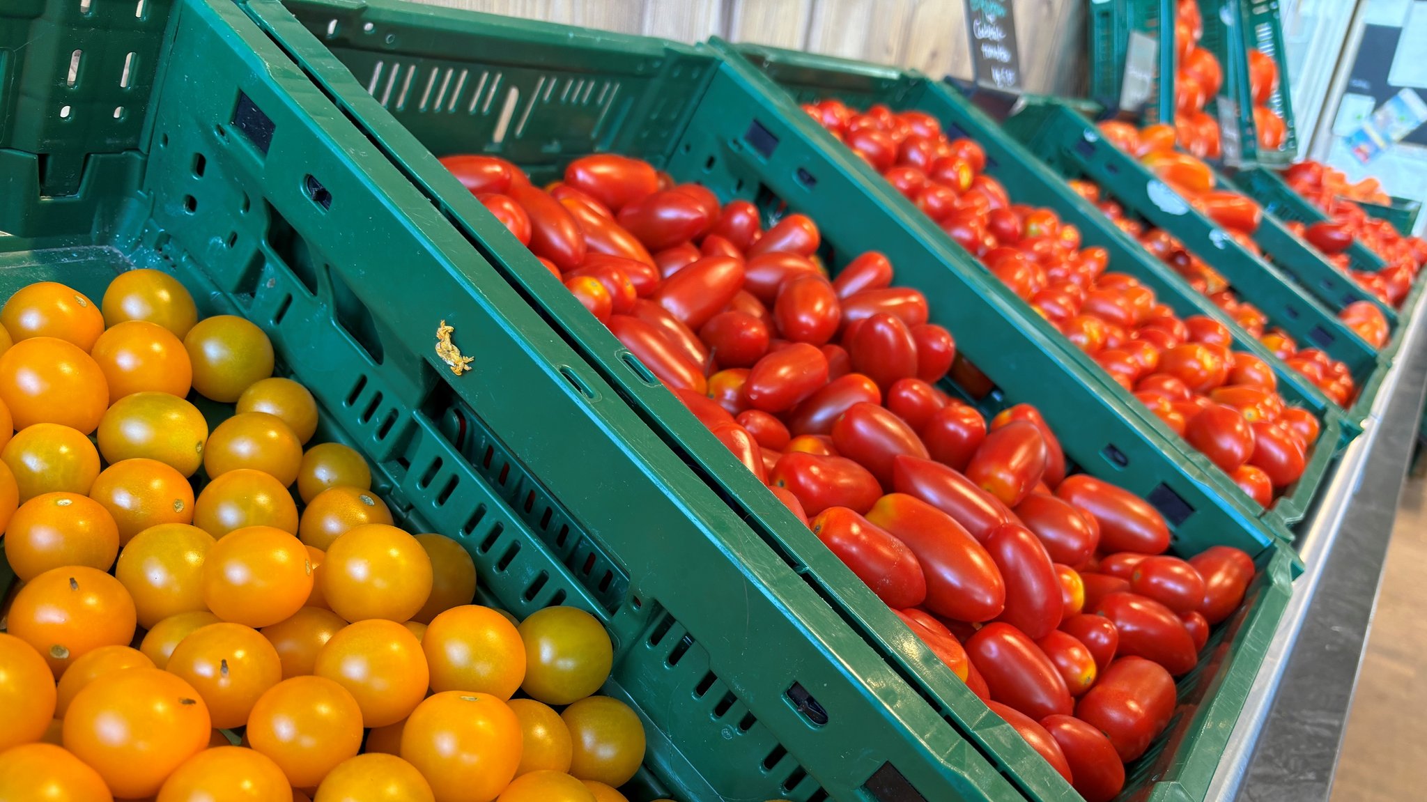 Tomaten wachsen nach anfänglichen Startschwierigkeiten jetzt besonders gut. 