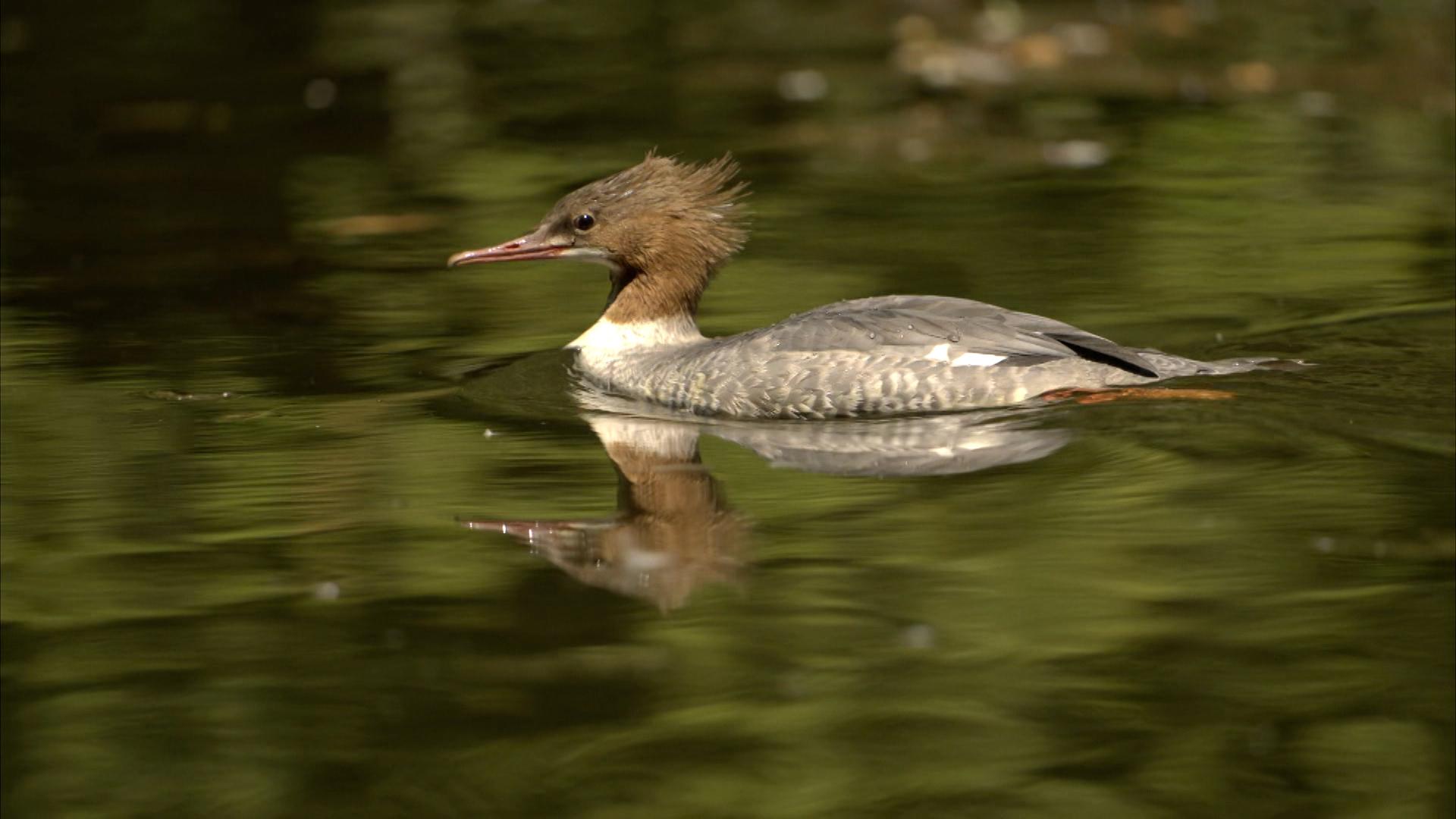 Bald endet die Schonfrist für den Gänsesäger: Er darf dann in Bayern wieder geschossen werden. 