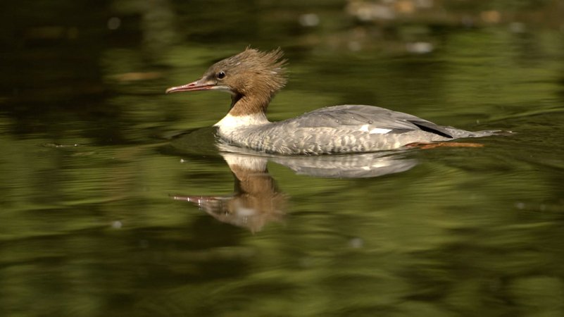 Bald endet die Schonfrist für den Gänsesäger: Er darf dann in Bayern wieder geschossen werden. | Bild: Bayerischer Rundfunk 2024 Bald endet die Schonfrist für den Gänsesäger: Er darf dann in Bayern wieder geschossen werden.