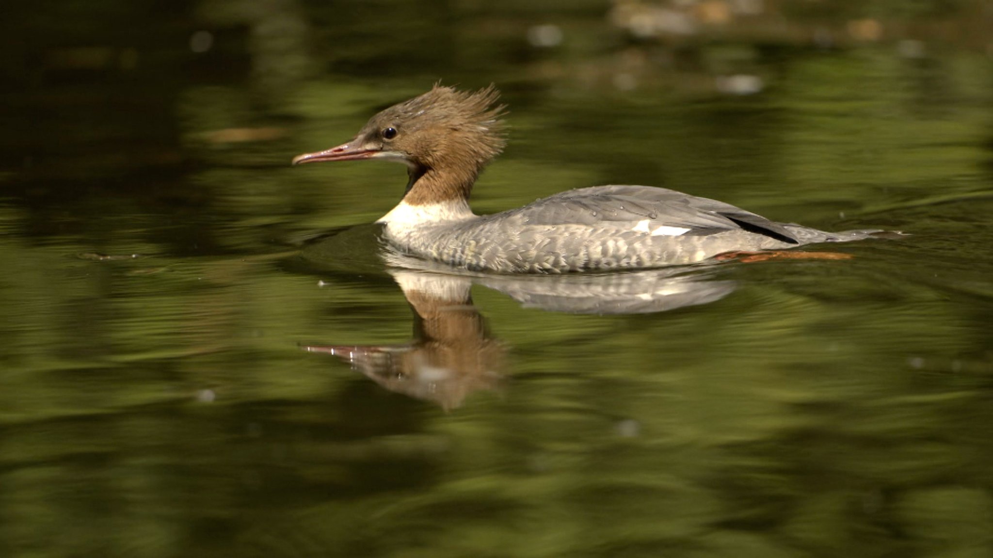 Bald endet die Schonfrist für den Gänsesäger: Er darf dann in Bayern wieder geschossen werden. 