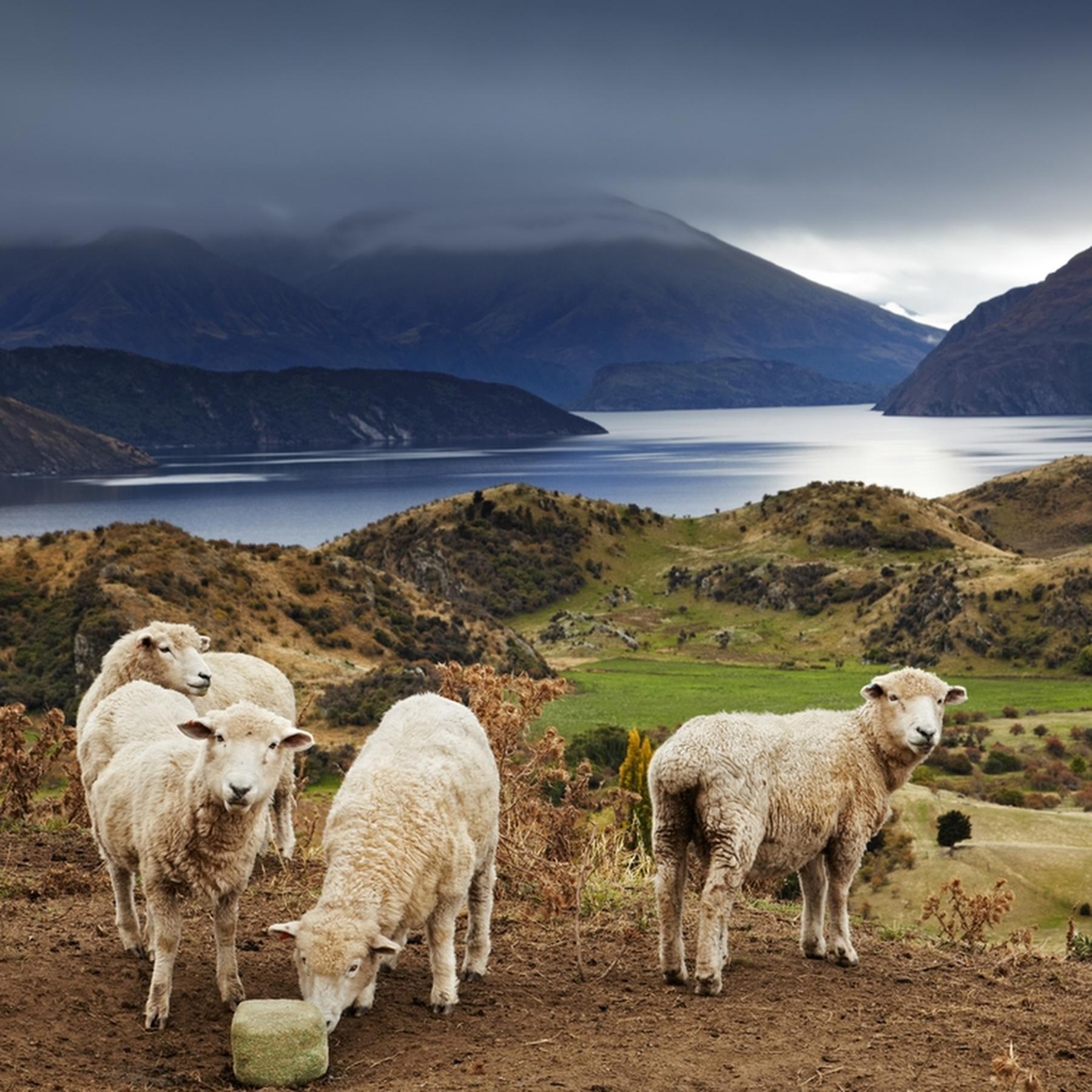 Neuseeland scheint zu perfekt, um von dieser Welt zu sein