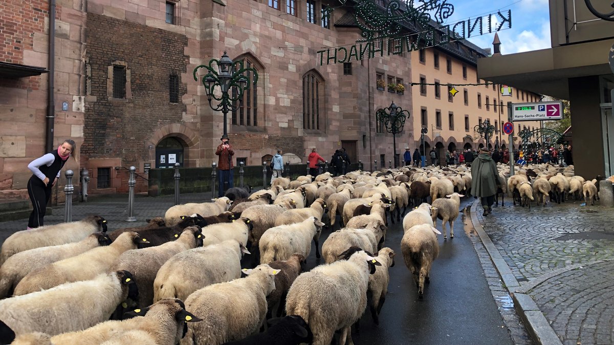 Schafe auf dem Weg zum Hauptmarkt