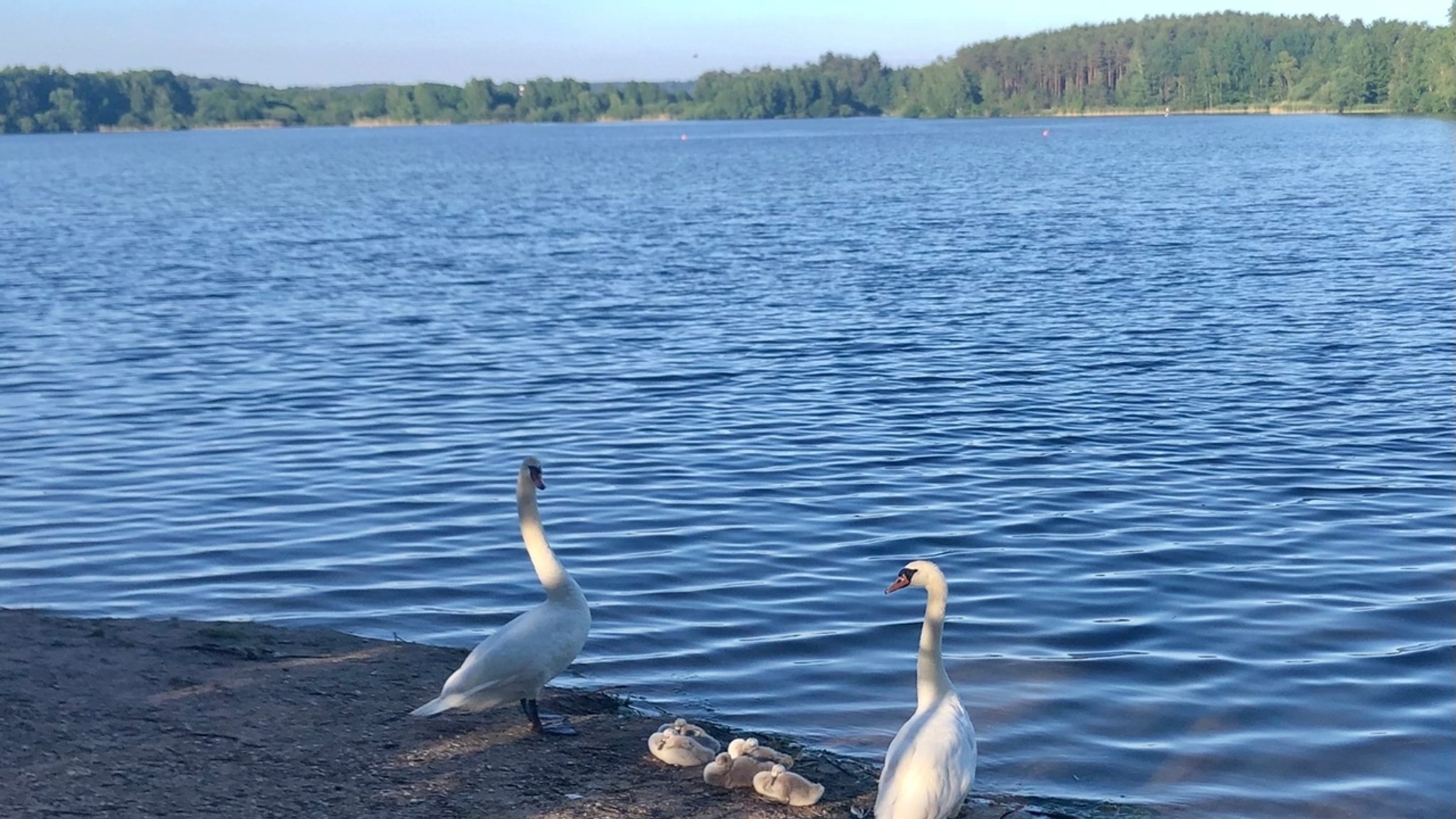 Center Parcs gibt auf – kein Feriendorf am Kleinen Brombachsee