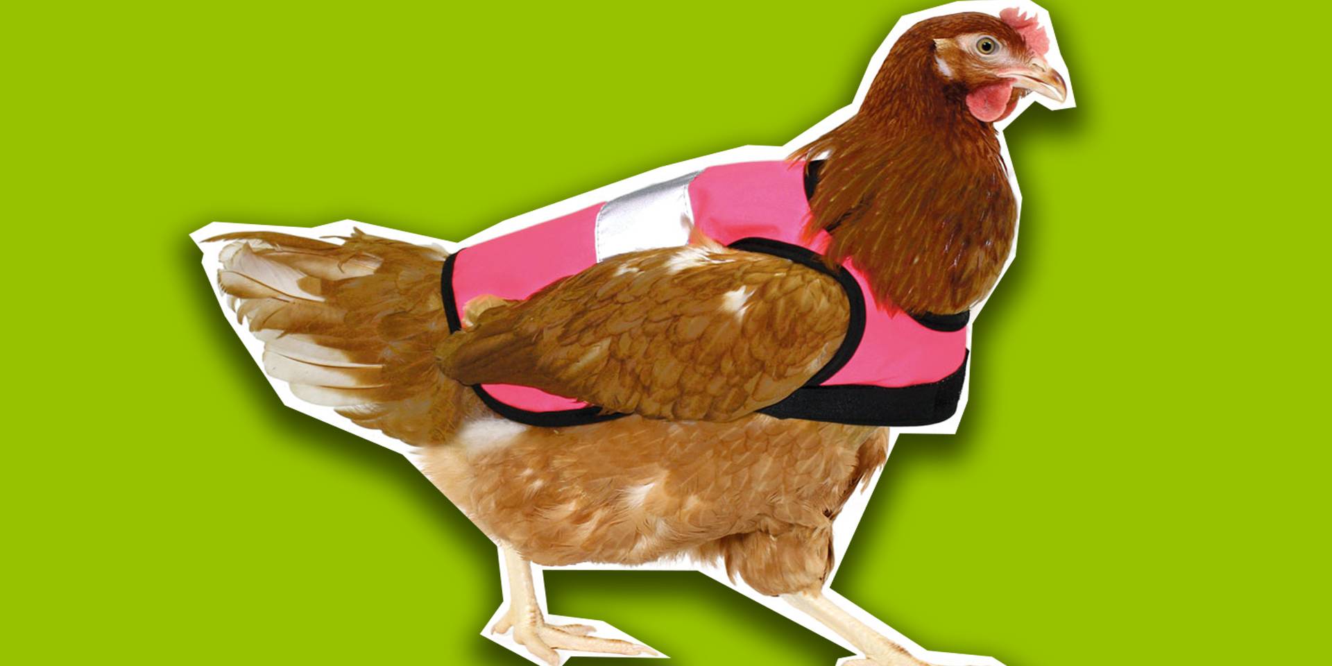 Die lustigsten -Bewertungen ever!<br> Warnwesten für Hühner und  gigantische Taschenmesser