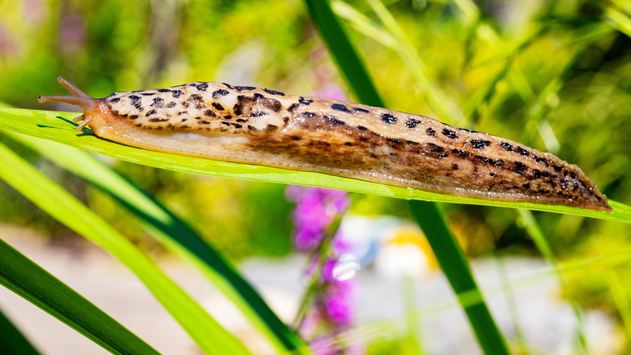 Tigerschnegel - die guten Schnecken im Garten