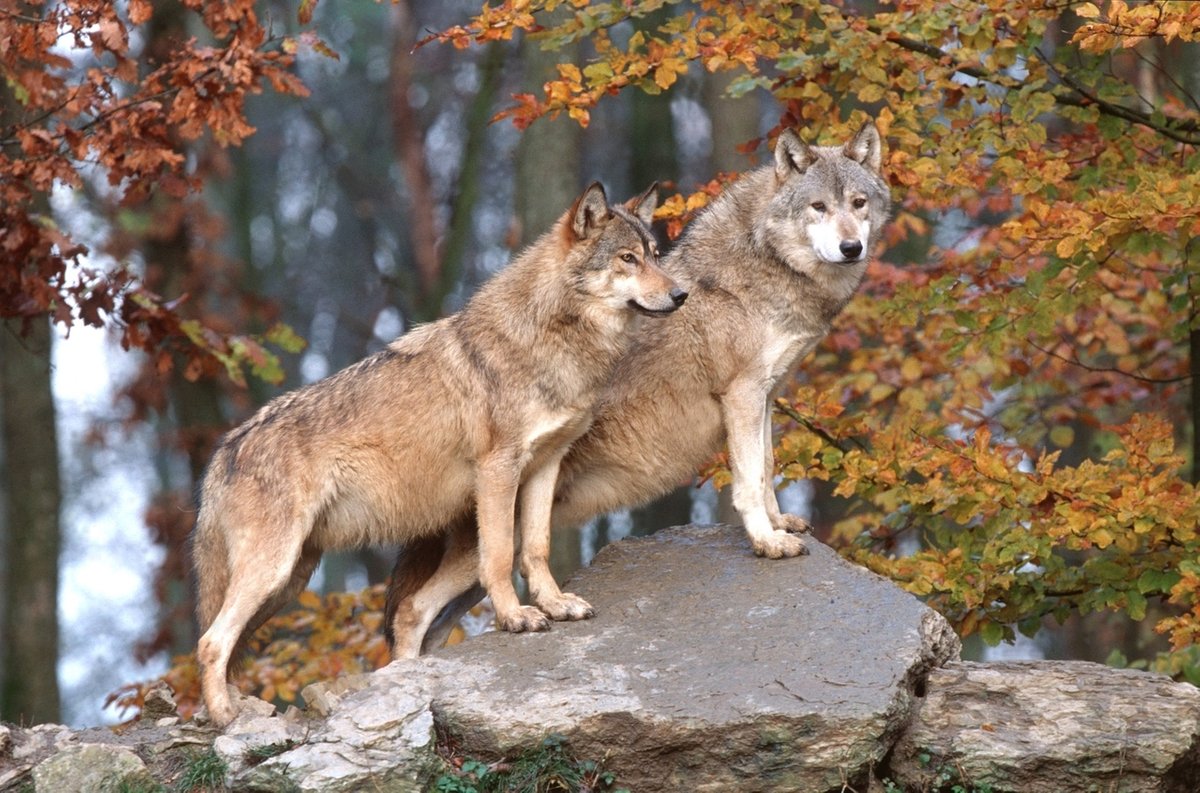 Wölfe im Veldensteiner Forst - Gefahr für Nutztier eher gering