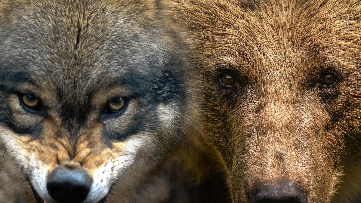 Wolf und Bär
