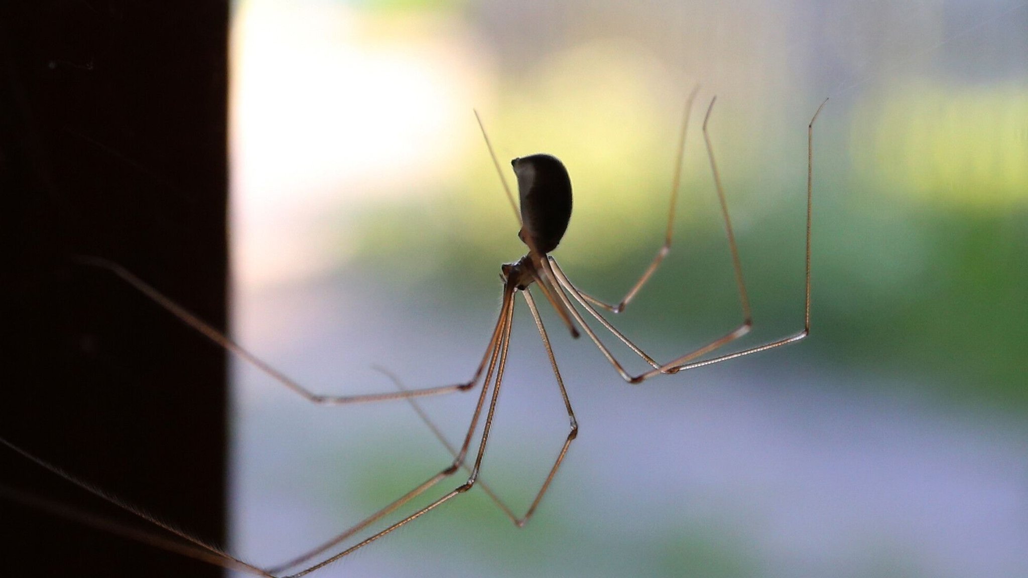 (Symbolbild) Eine Zitterspinne sitzt in Kaufbeuren (Bayern) an einem Fenster. | Bild: picture alliance / dpa Themendienst | Karl-Josef Hildenbrand (Symbolbild) Eine Zitterspinne sitzt in Kaufbeuren (Bayern) an einem Fenster.