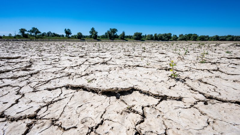Donauabschnitt in Bayern im Juli 2025 | Bild: picture alliance/dpa | Armin Weigel Donauabschnitt in Bayern im Juli 2025