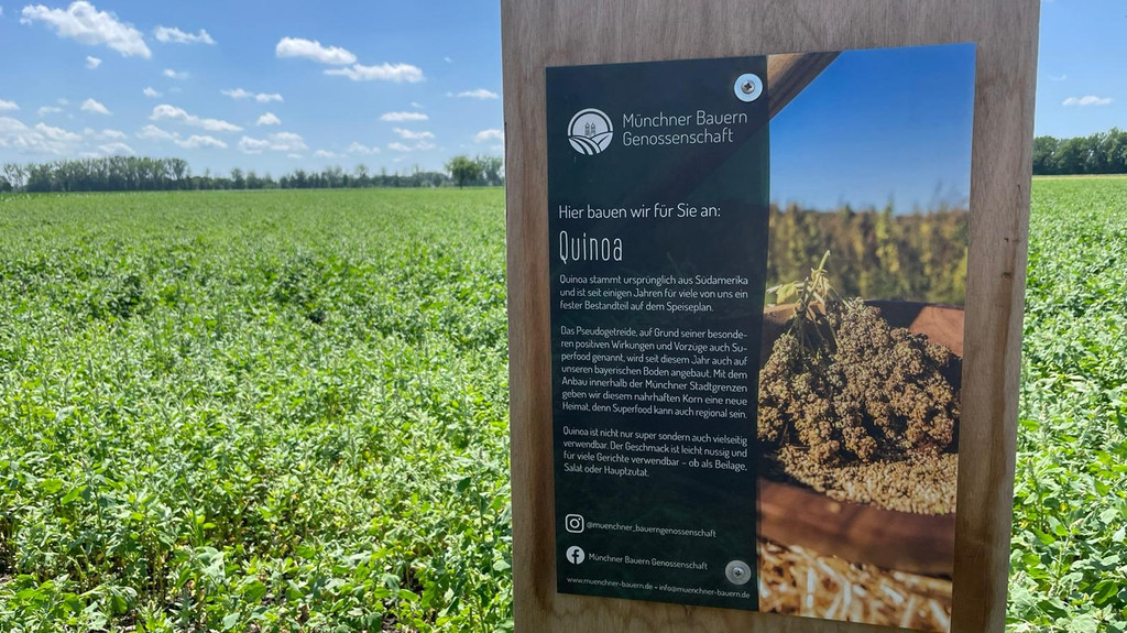 grünblühendes Feld mit Quinoa Pflanzen- im Vordergrund ein Holzschild  mit Infos zum Anbau.