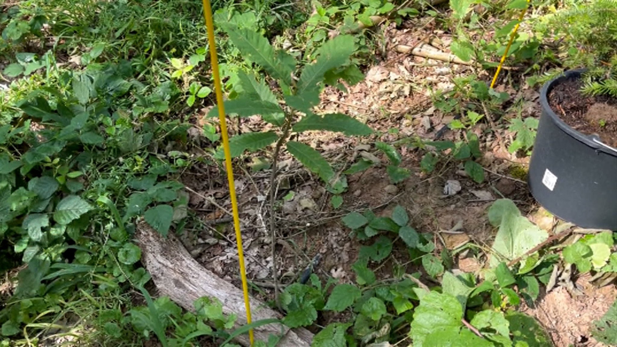 Trockener Waldboden