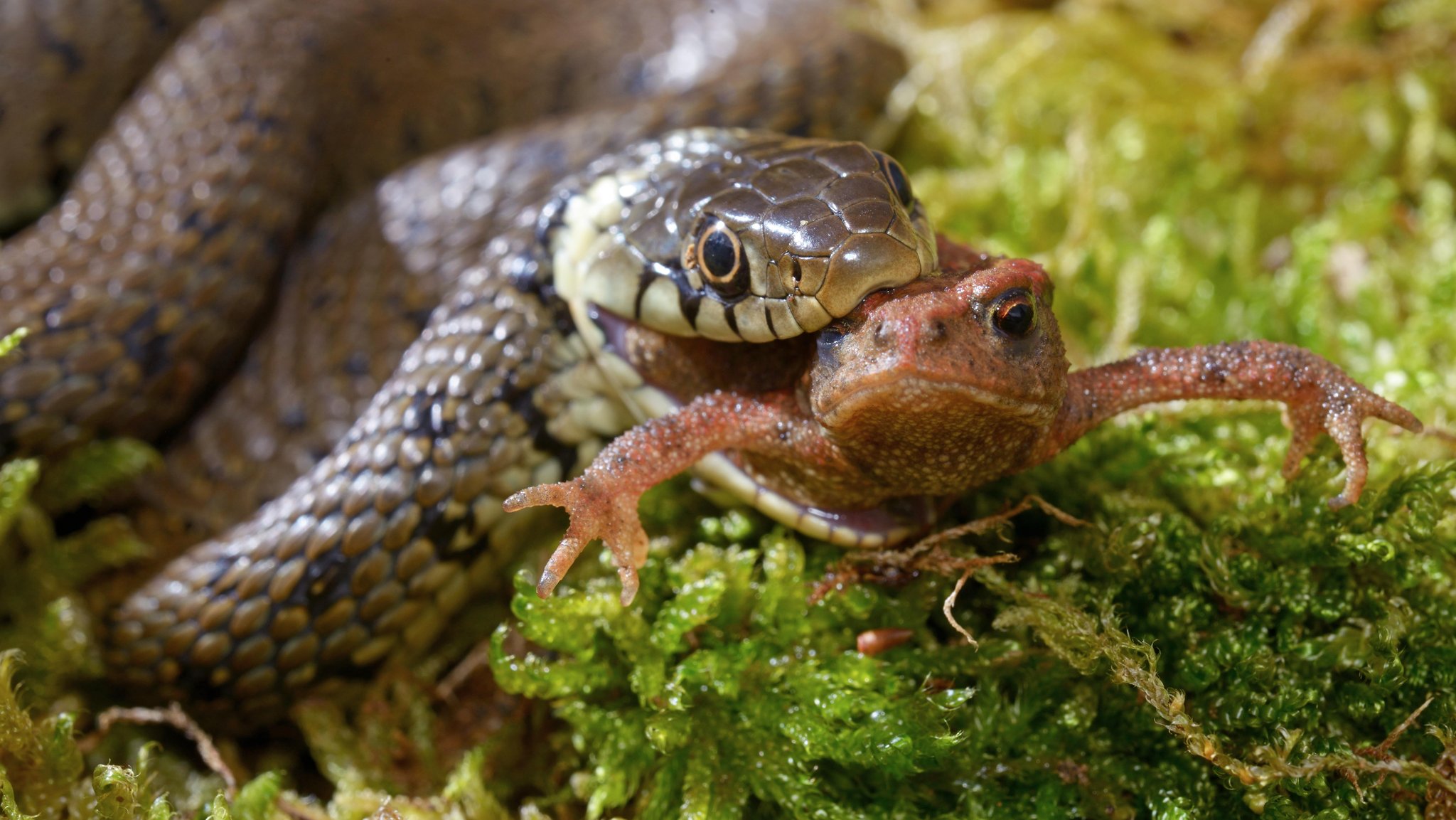 Ringelnatter hält Frosch im Maul