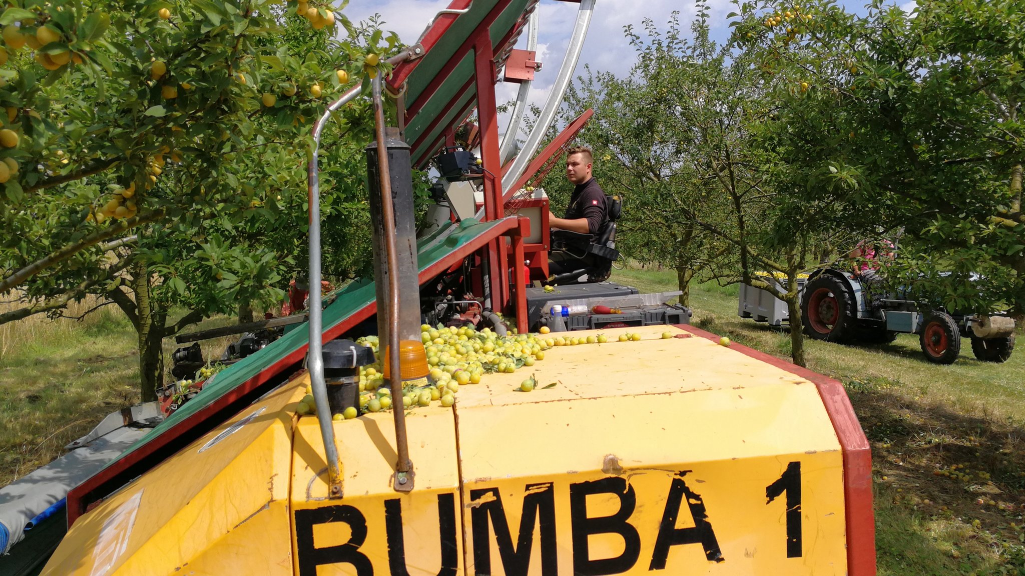 Matthäus Flohr auf der Erntemaschine "Bumba 1" bei der Mirabellen-Ernte in Sommerhausen