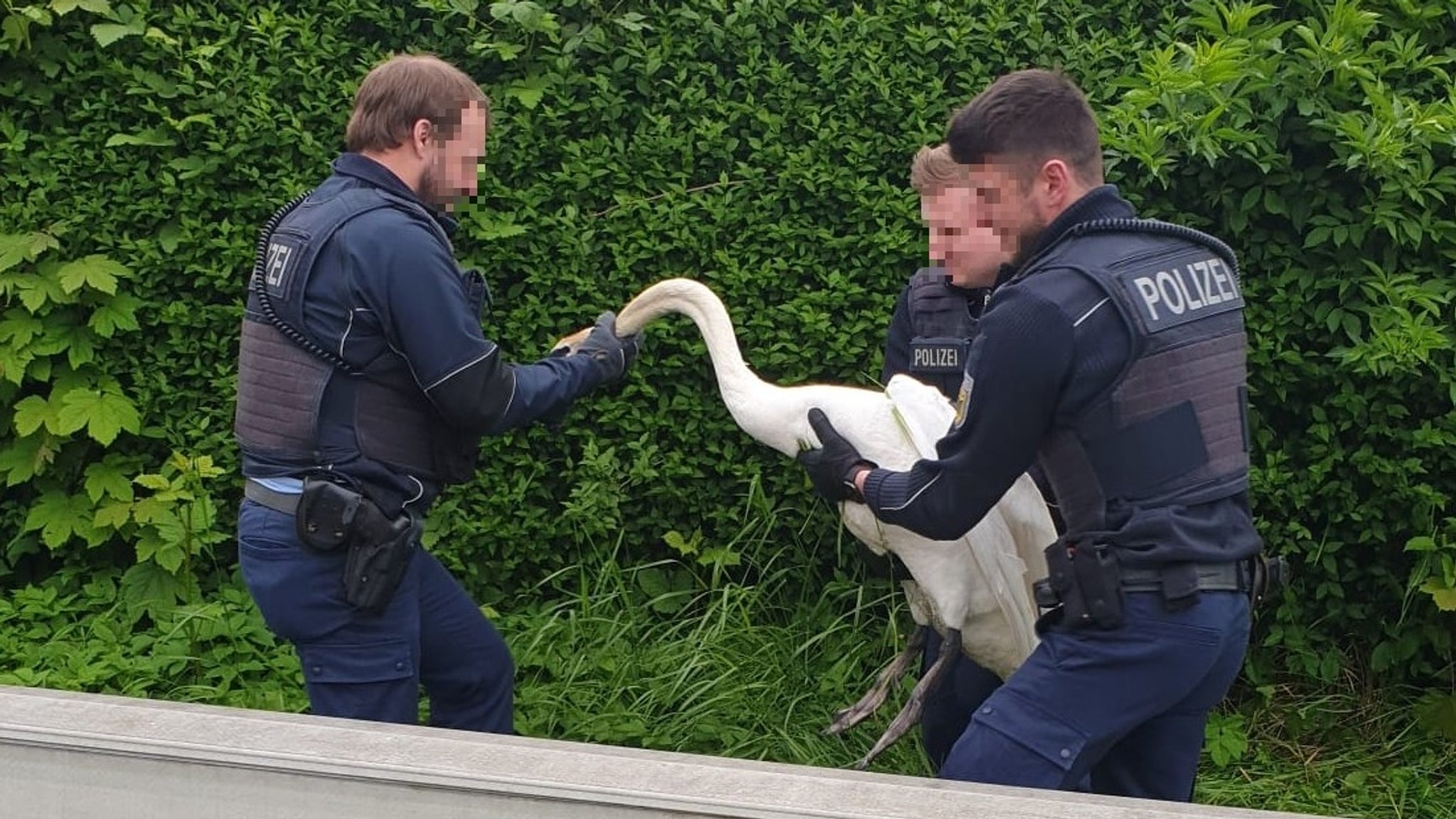 Drei Polizisten versuchen, einen wütenden Schwan von den Gleisen am Lindauer Inselbahnhof wegzutragen