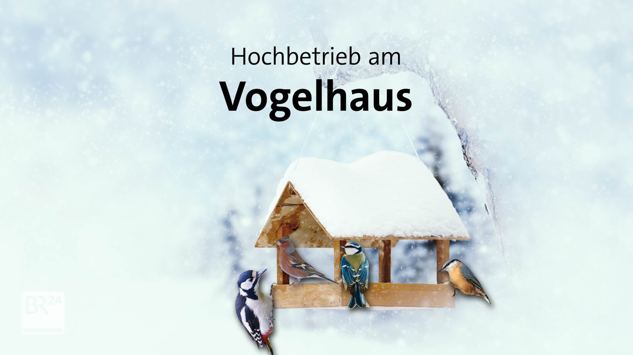 Hochbetrieb am Vogelhaus