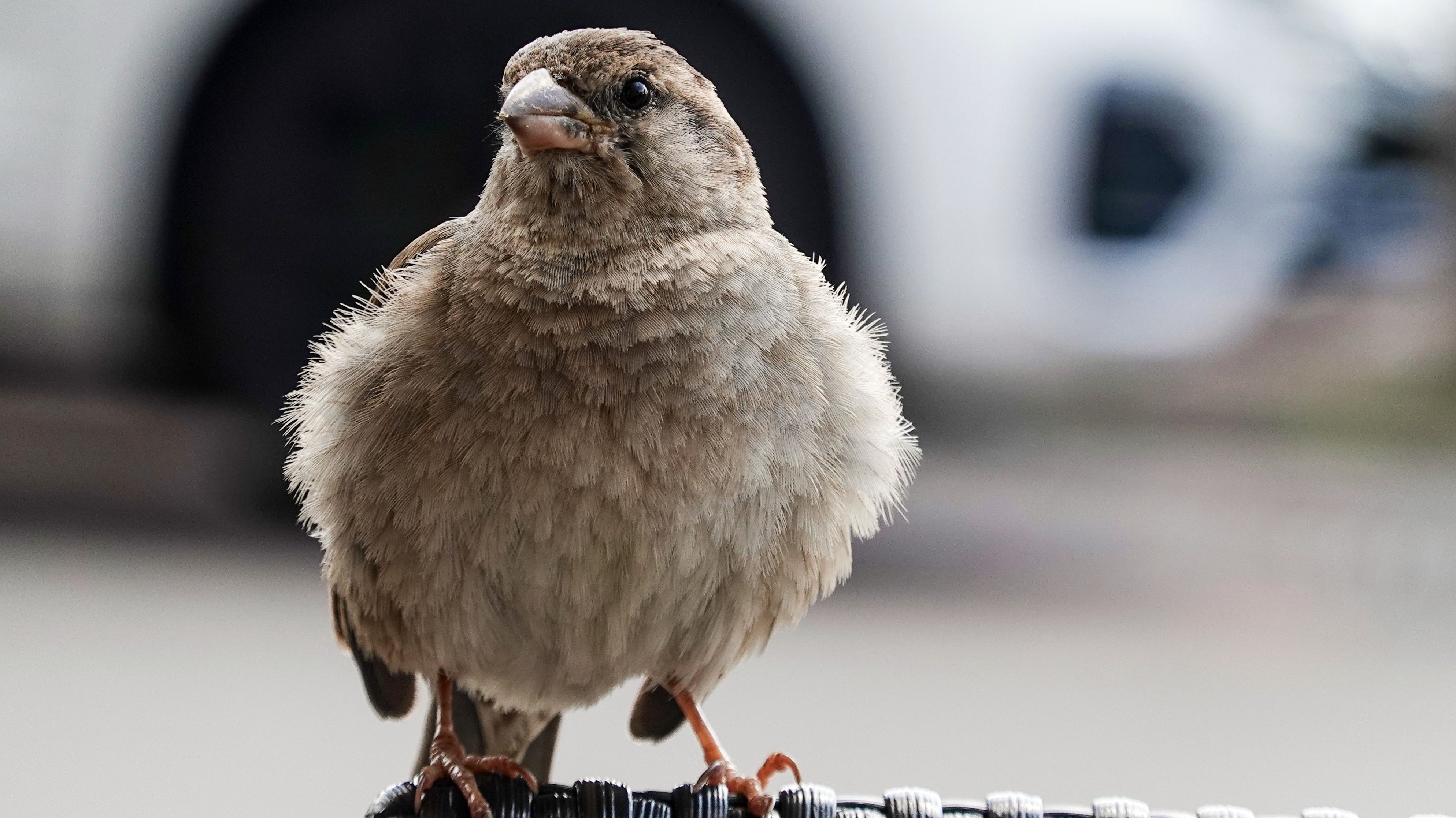 Vogel Kommen Wieder Aus Ihren Winterquartieren Zuruck Br24