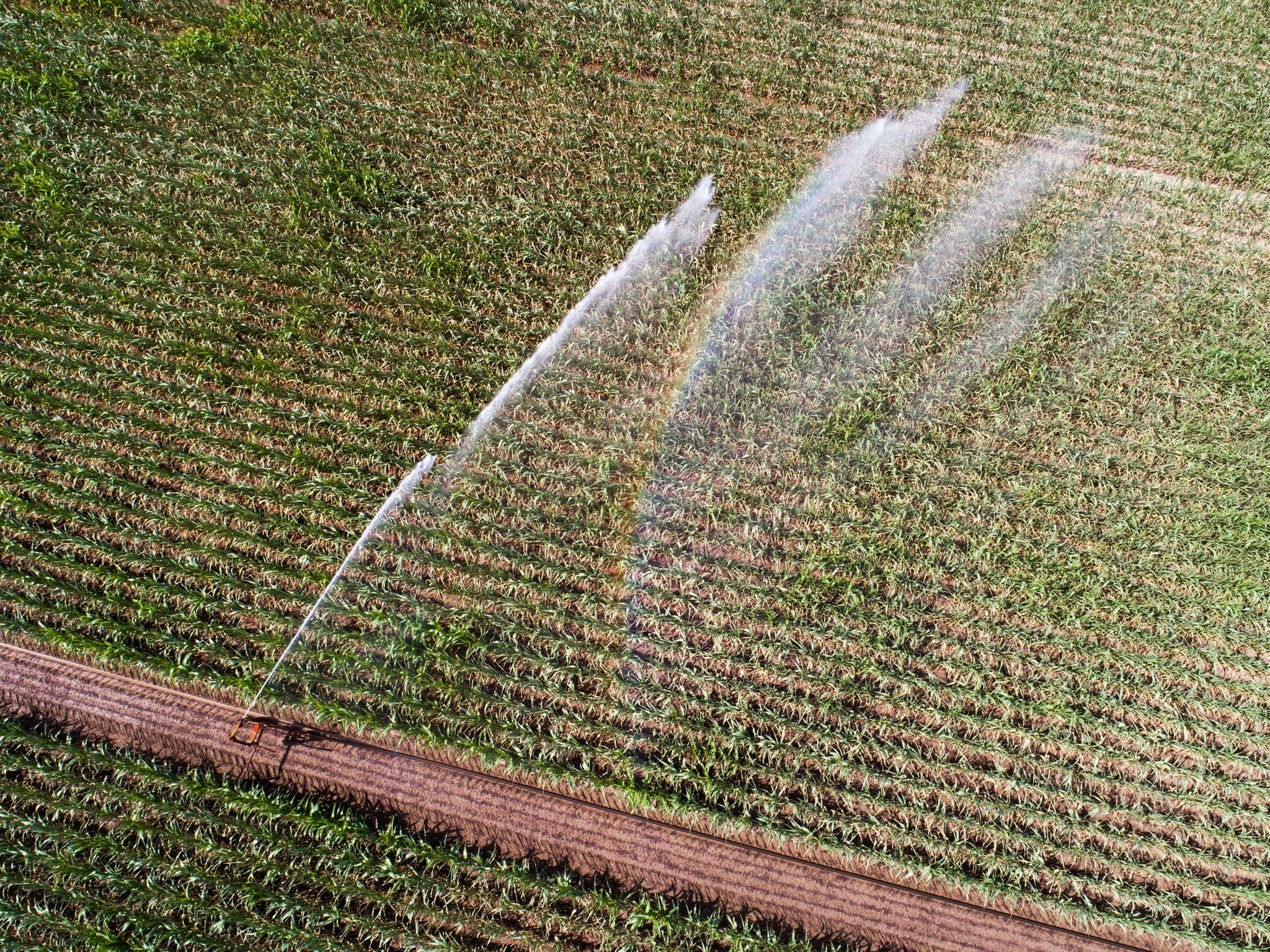 ARCHIV - 18.07.2022, Niedersachsen, Peine: Ein Maisfeld im Landkreis Peine wird bewässert. (zu dpa «Umweltschützer warnen vor zuviel Wasserverbrauch im Agrarbereich») Foto: Julian Stratenschulte/dpa +++ dpa-Bildfunk +++