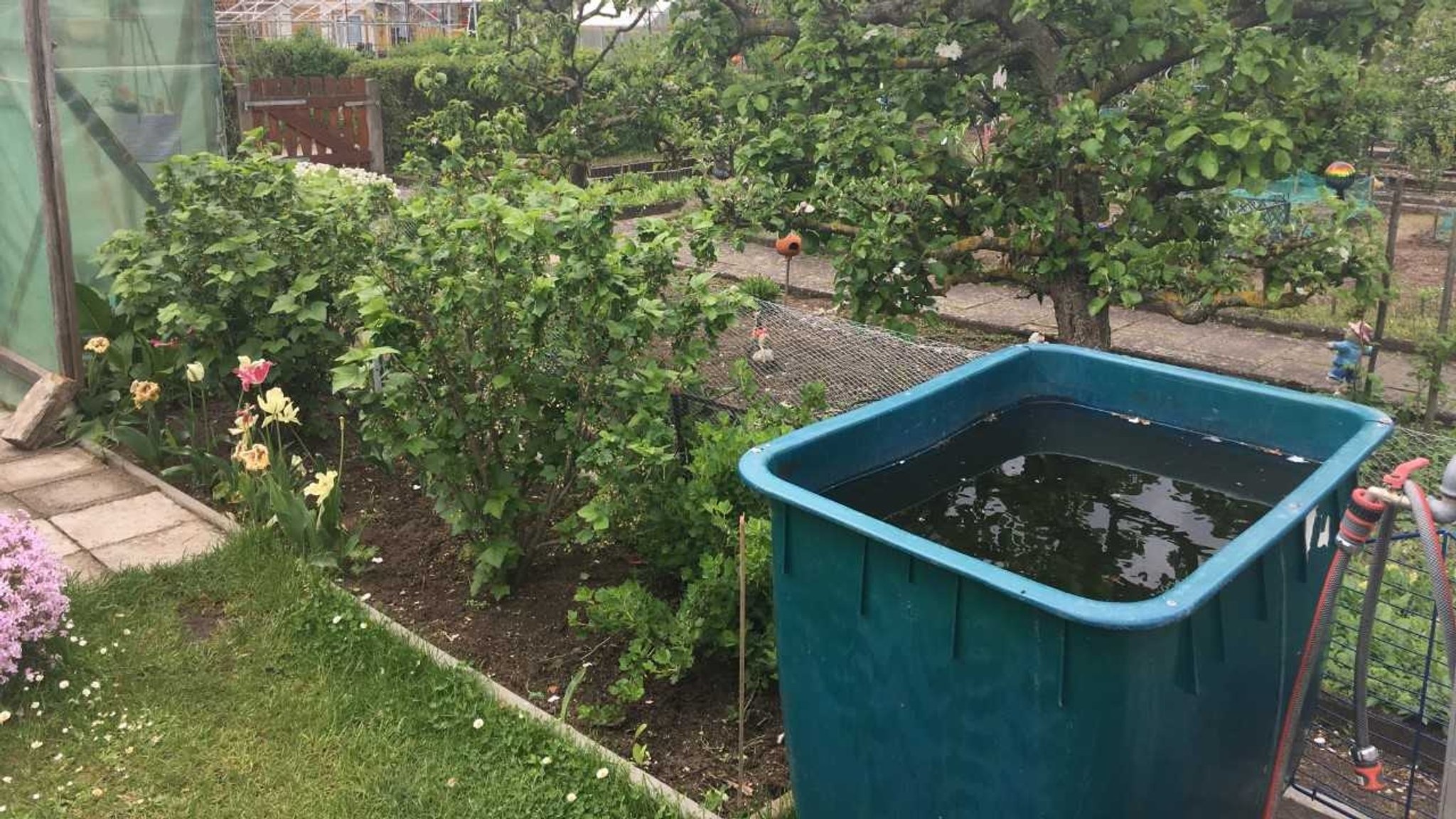 Regentonne in einer Kleingartenanlage