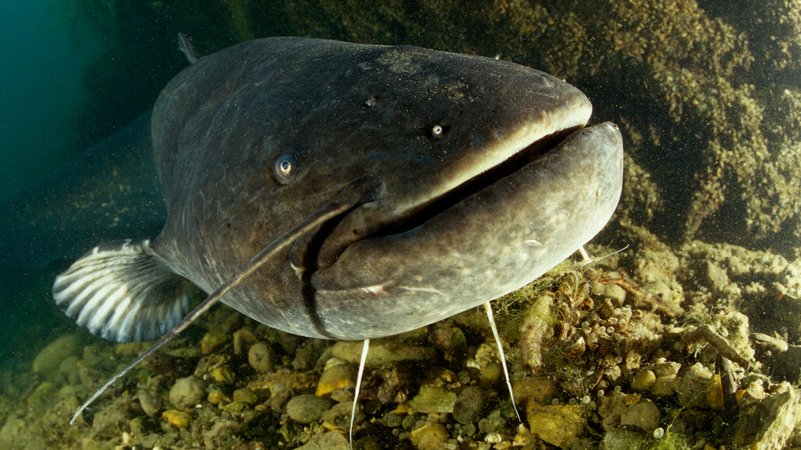Wird bis zu 80 Jahre alt, drei Meter lang und über 200 Kilo schwer: Der Europäische Flusswels (Silurus glanis) | Bild: picture alliance / WaterFrame | Wolfgang Pölzer/WaterFrame Wird bis zu 80 Jahre alt, drei Meter lang und über 200 Kilo schwer: Der Europäische Flusswels (Silurus glanis)