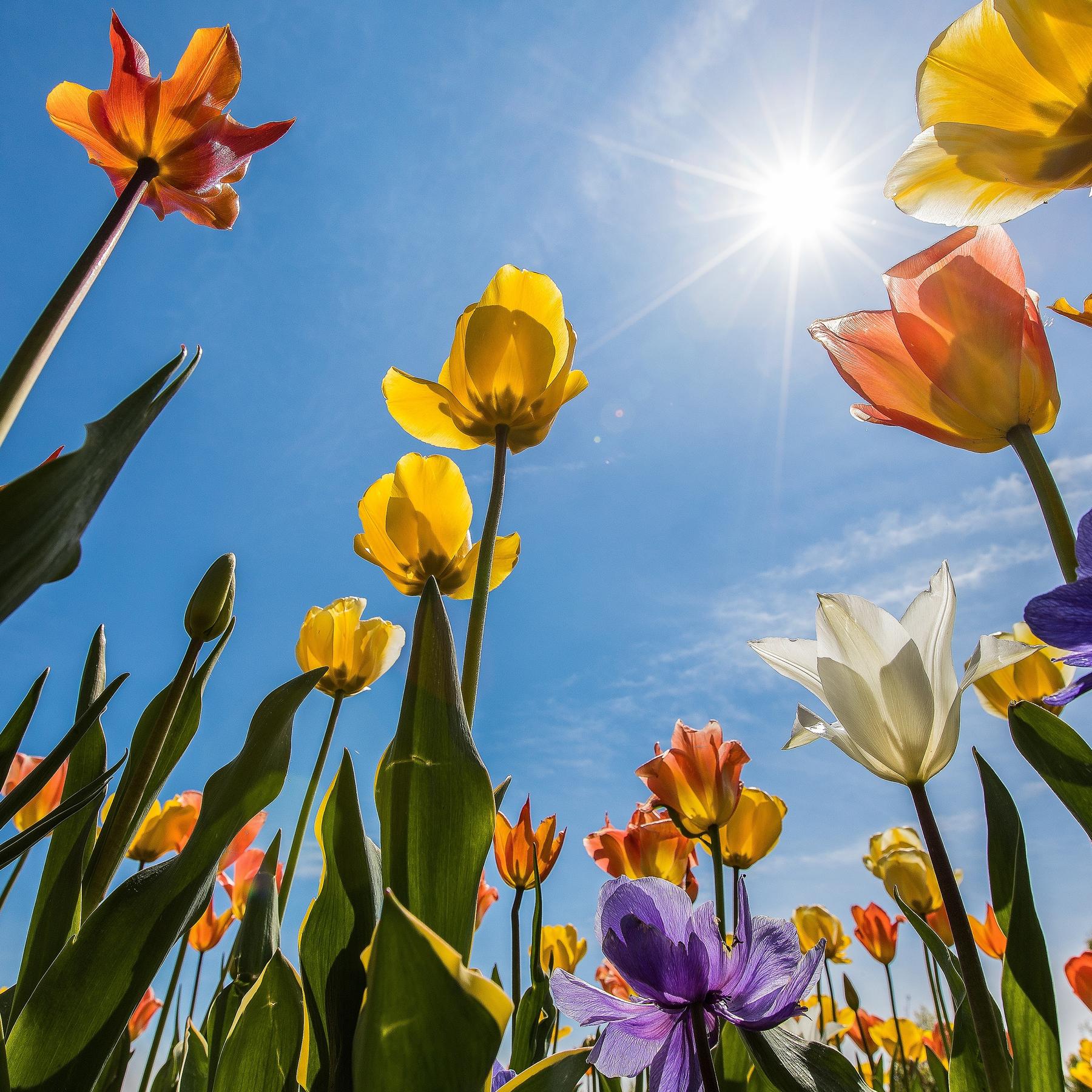 Bunte Blüten für die Seele - Die Landesgartenschauen in Ingolstadt und Lindau episode artwork