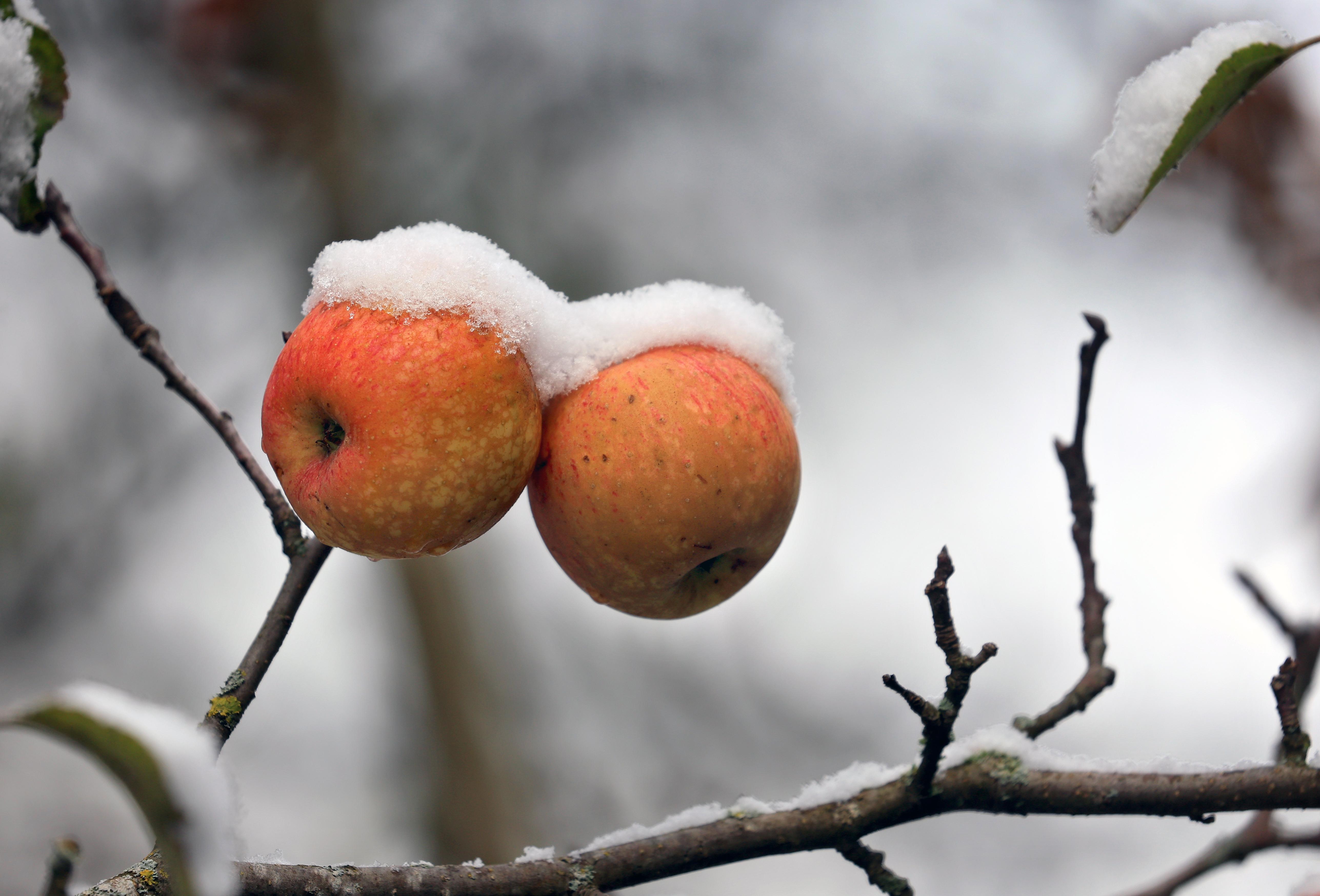 Schneebedeckte Äpfel hängen in einem Garten an einem Apfelbaum.