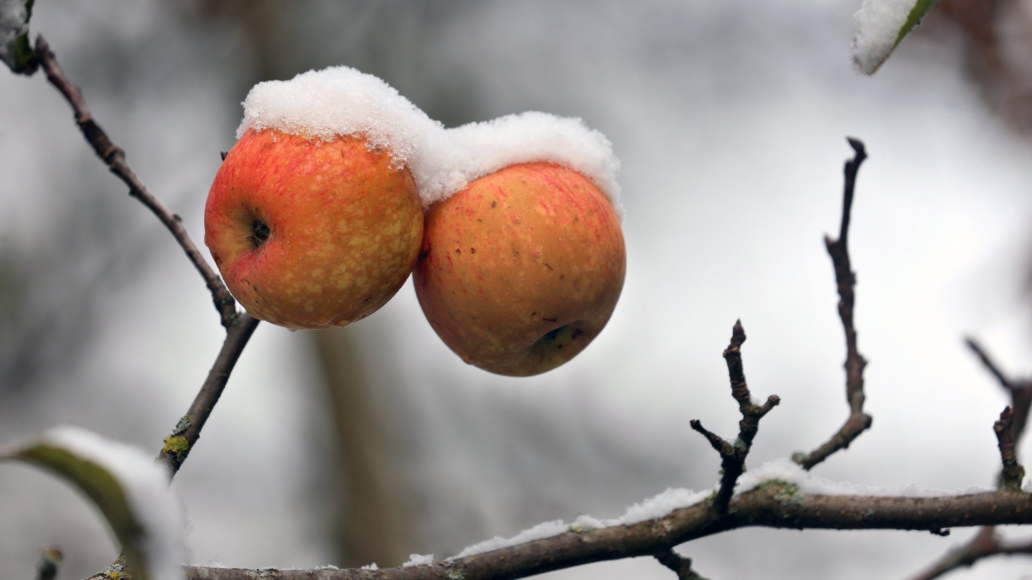 Schneebedeckte Äpfel hängen in einem Garten an einem Apfelbaum.