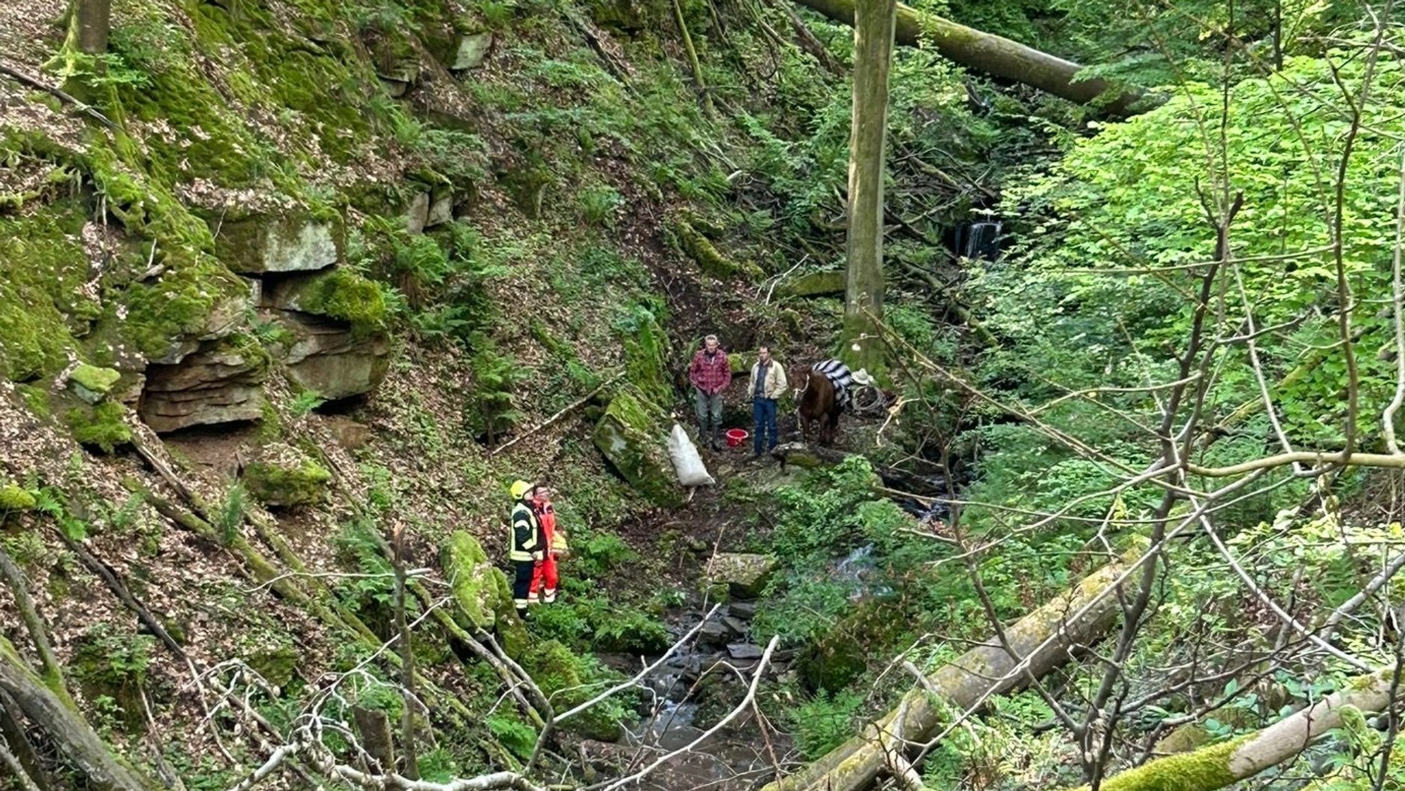 In diese Schlucht bei Gemünden war der Reiter mit seinem Pferd gerutscht.