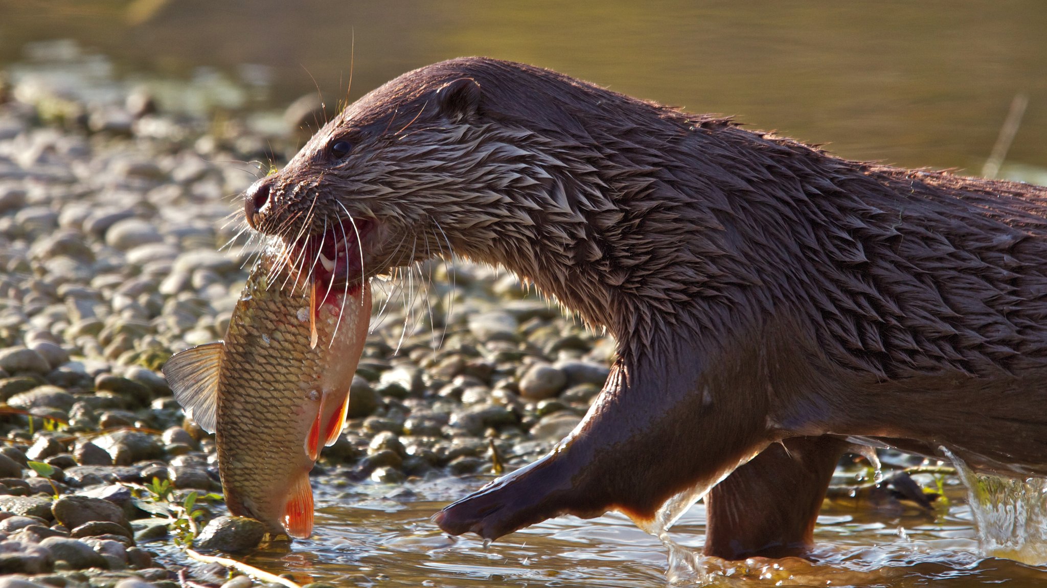 Ein Fischotter trägt einen toten Fisch mit dem Maul durch einen Fluss.