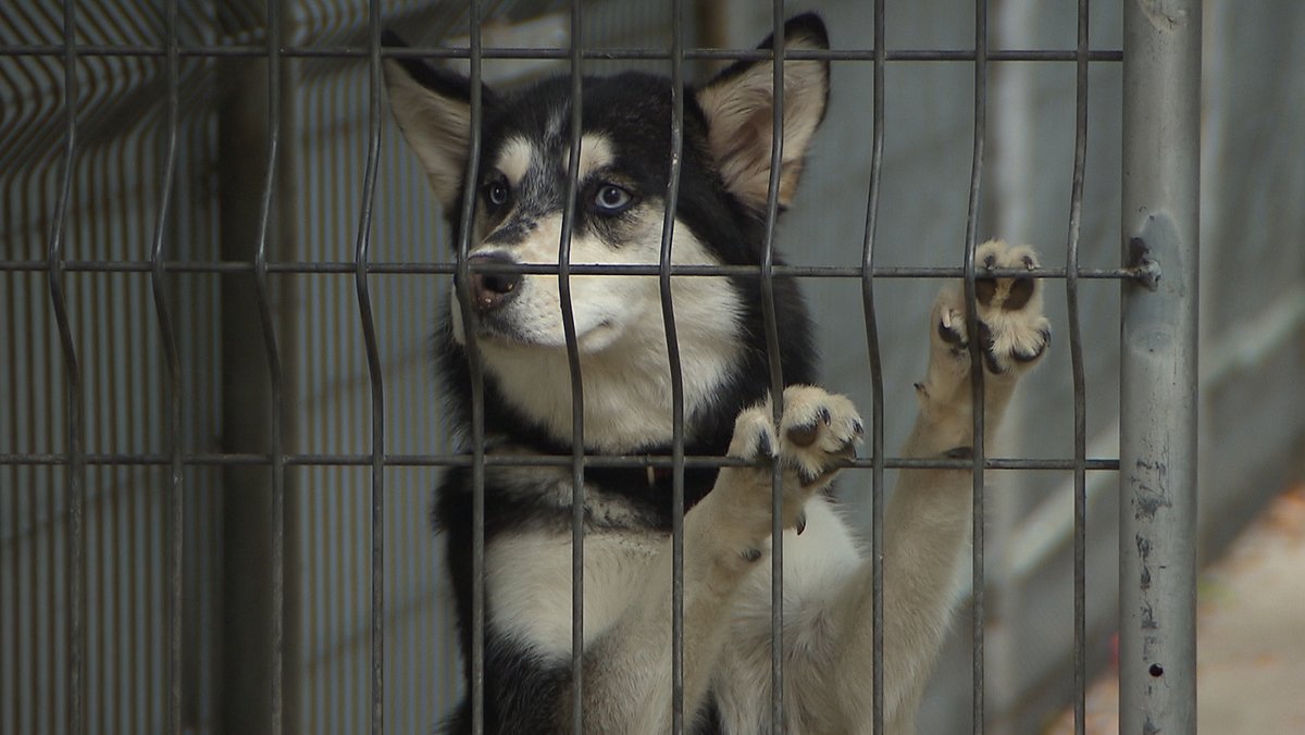 Einfach entsorgt: Husky über Tierheim-Zaun geworfen