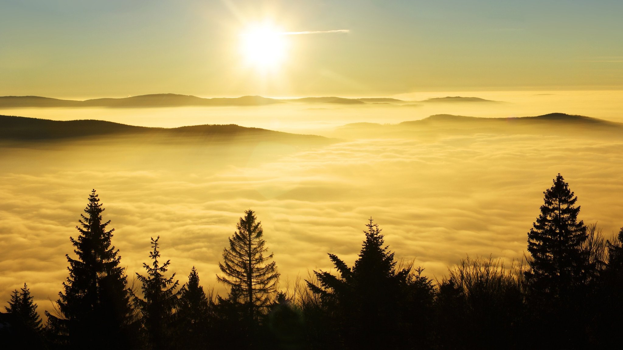 Unser Wald - Lebensraum, Ökosystem, Urlaubsland